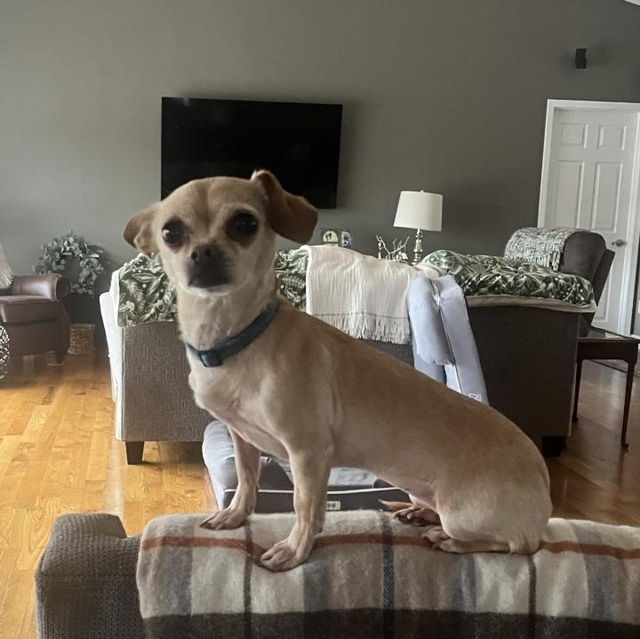 Enlarge Lilith Mae, a ADOPTABLE Chihuahua in Plainfield, IL image 2/6