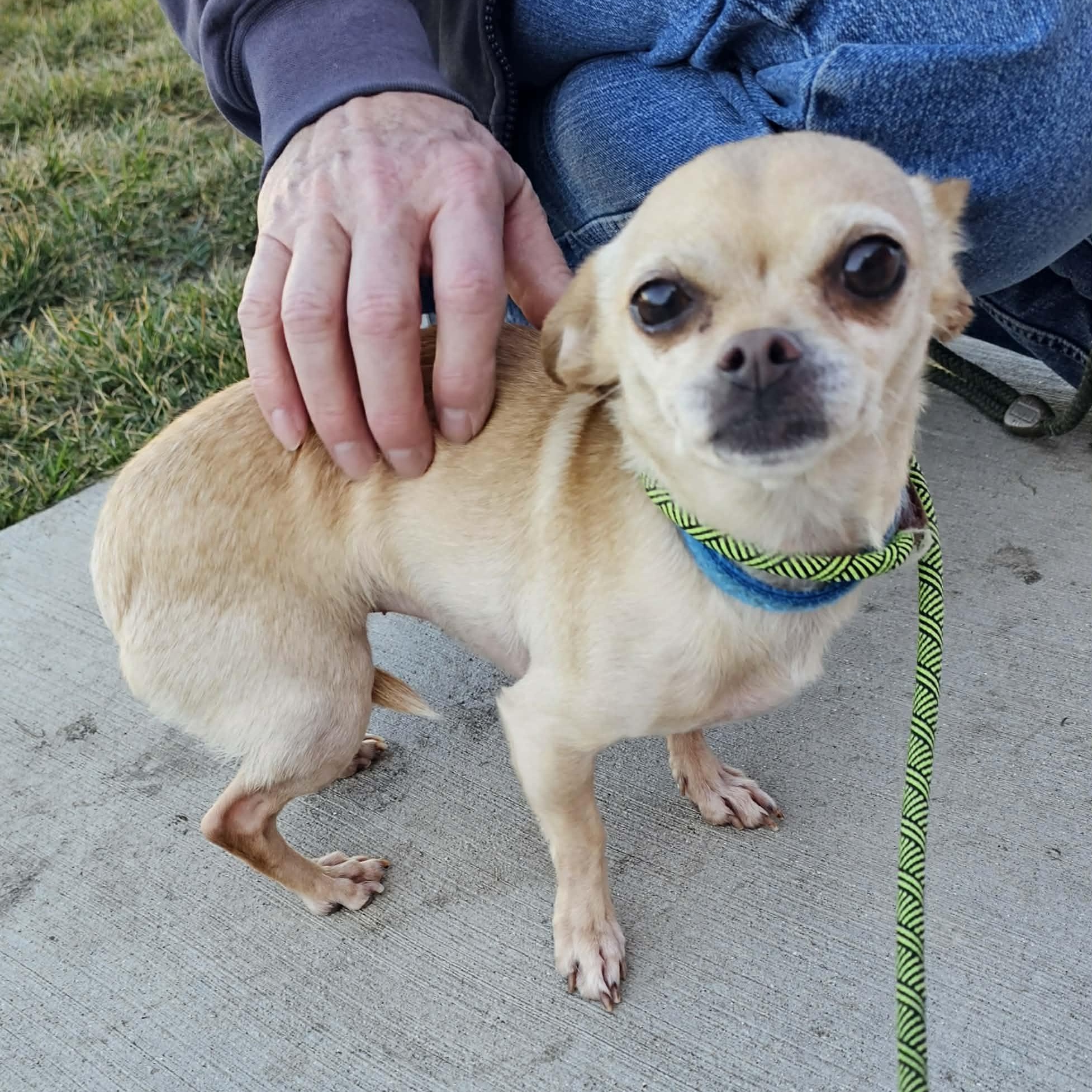 Lilith Mae, ADOPTABLE, Young Female Chihuahua.