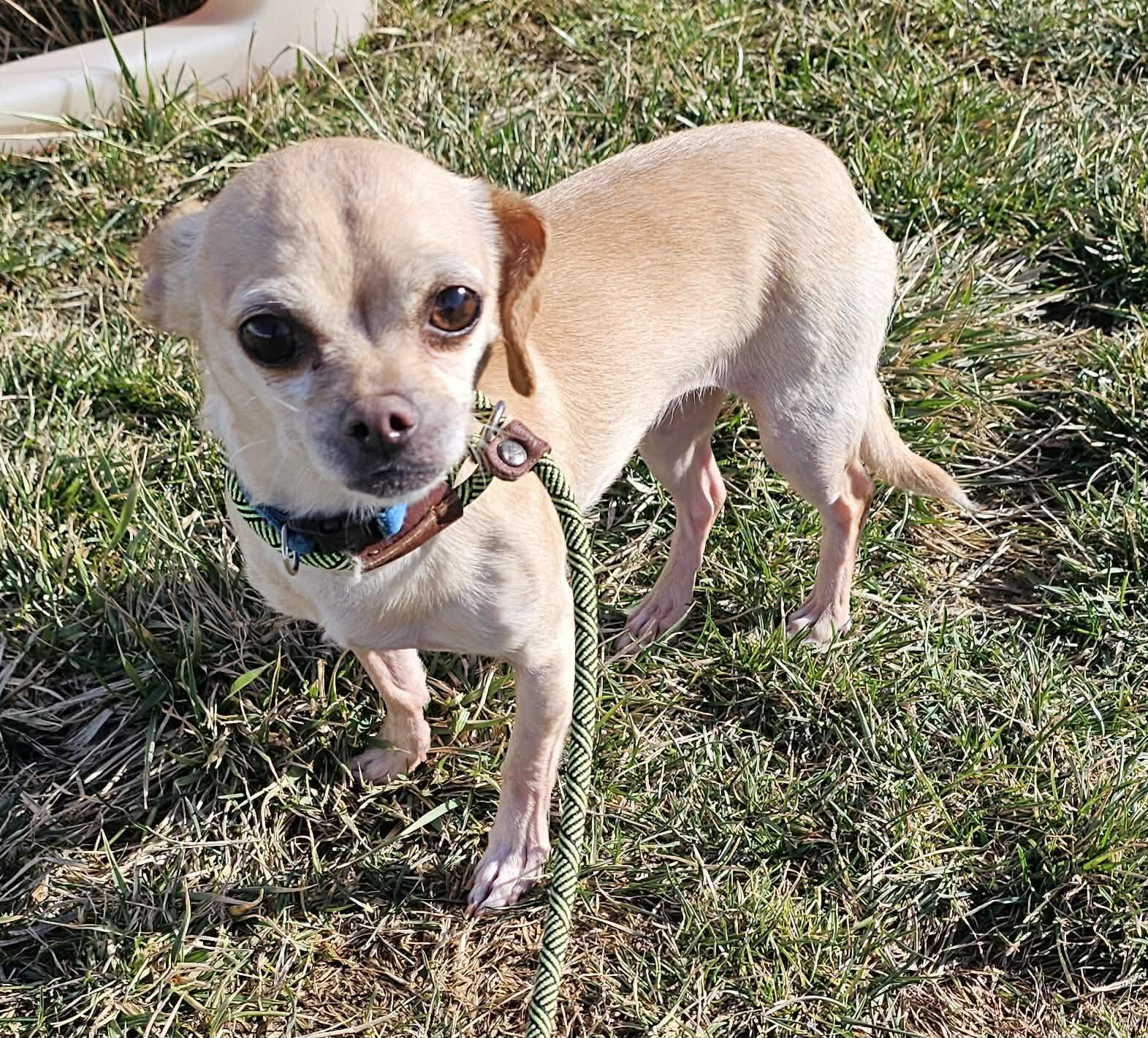 Enlarge Lilith Mae, a ADOPTABLE Chihuahua in Plainfield, IL image 6/6