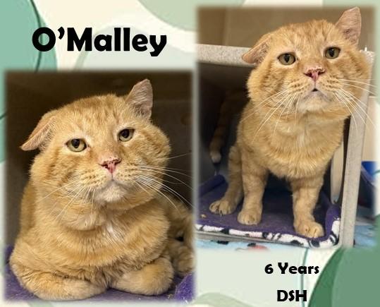 Enlarge O'Malley, an adopted Domestic Short Hair in Franklin, IN image 1/1
