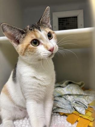 Banana Split 549-26, Adoptable, Kitten Female Domestic Short Hair & Domestic Short Hair.