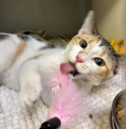 Enlarge Banana Split 549-26, a Adoptable mixed breed in Cumming, GA image 2/3