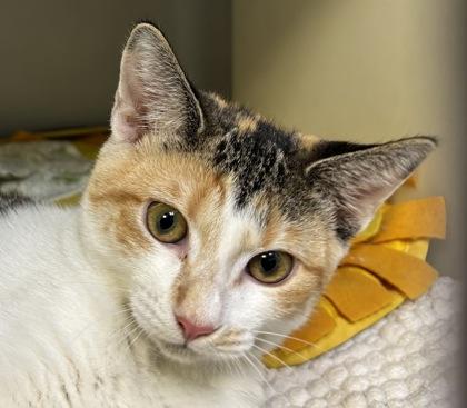 Enlarge Banana Split 549-26, a Adoptable mixed breed in Cumming, GA image 3/3