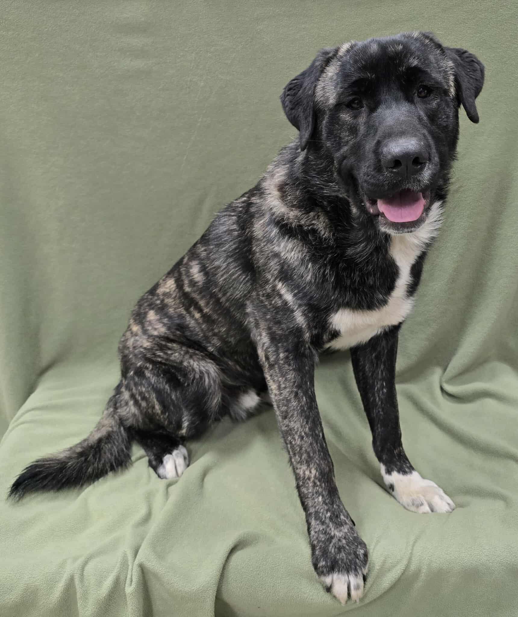 Enlarge Buddy, a ADOPTABLE Mixed Breed in Frankfort, IN image 3/4
