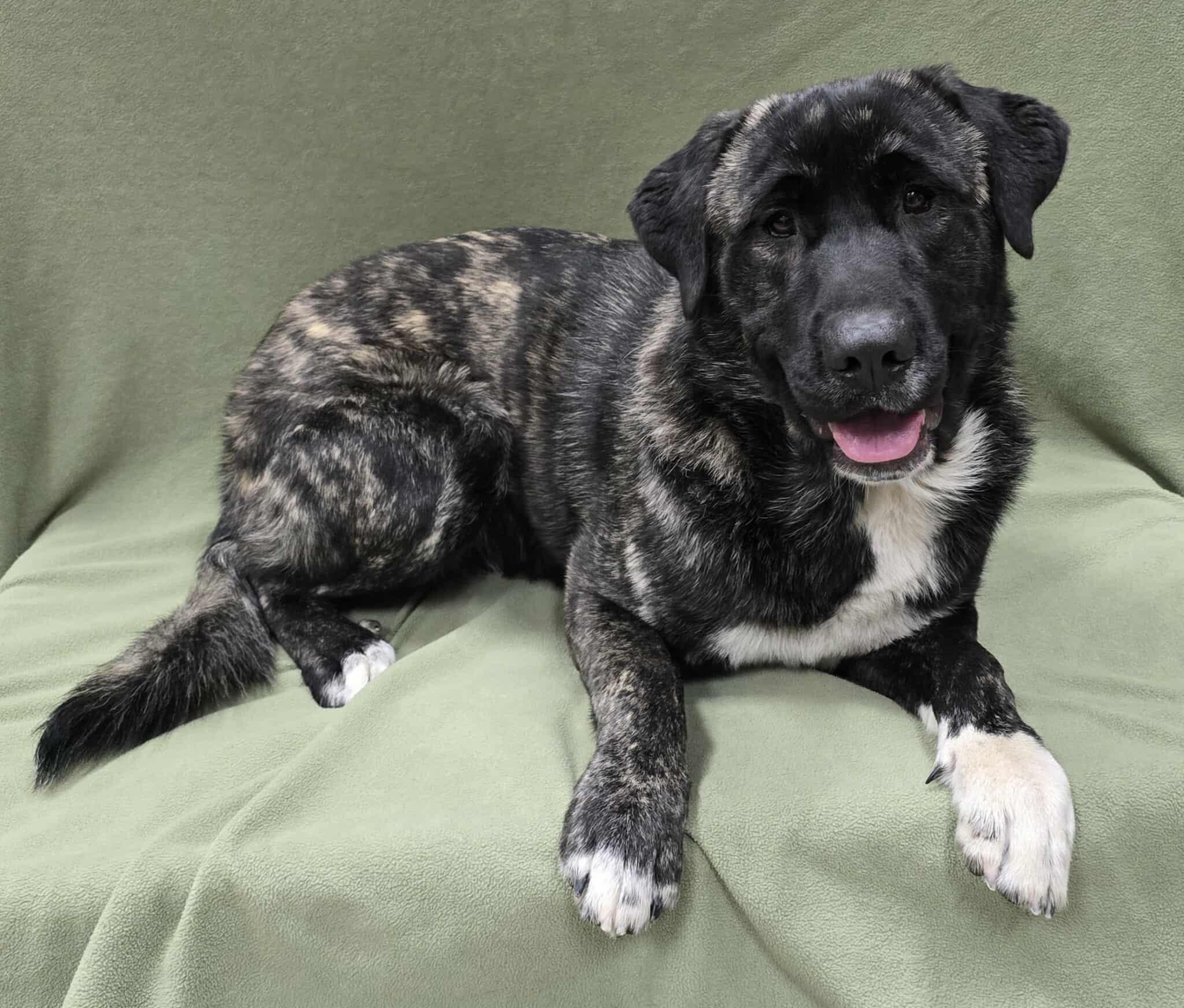 Enlarge Buddy, a ADOPTABLE Mixed Breed in Frankfort, IN image 1/4