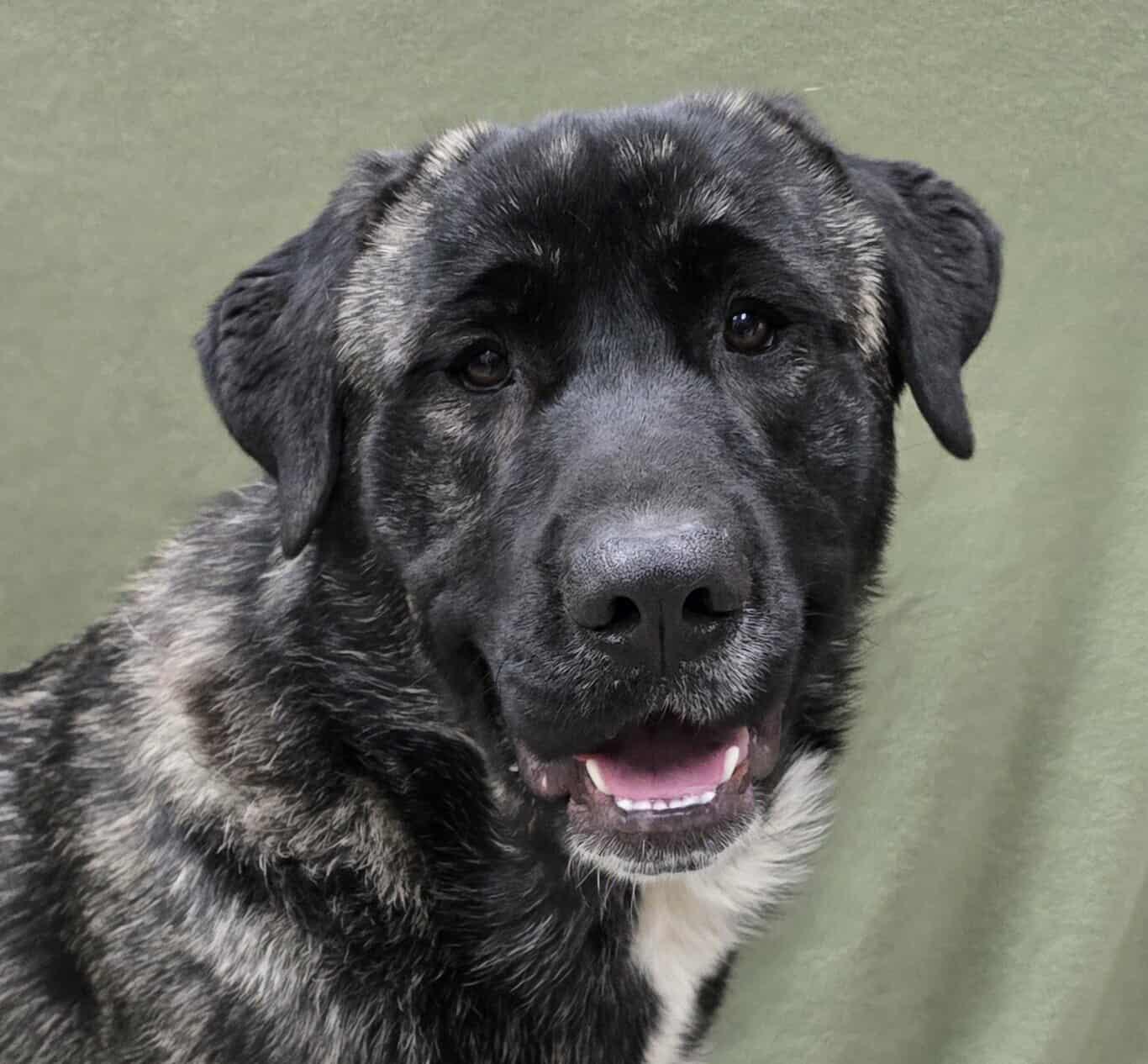 Enlarge Buddy, a ADOPTABLE Mixed Breed in Frankfort, IN image 4/4