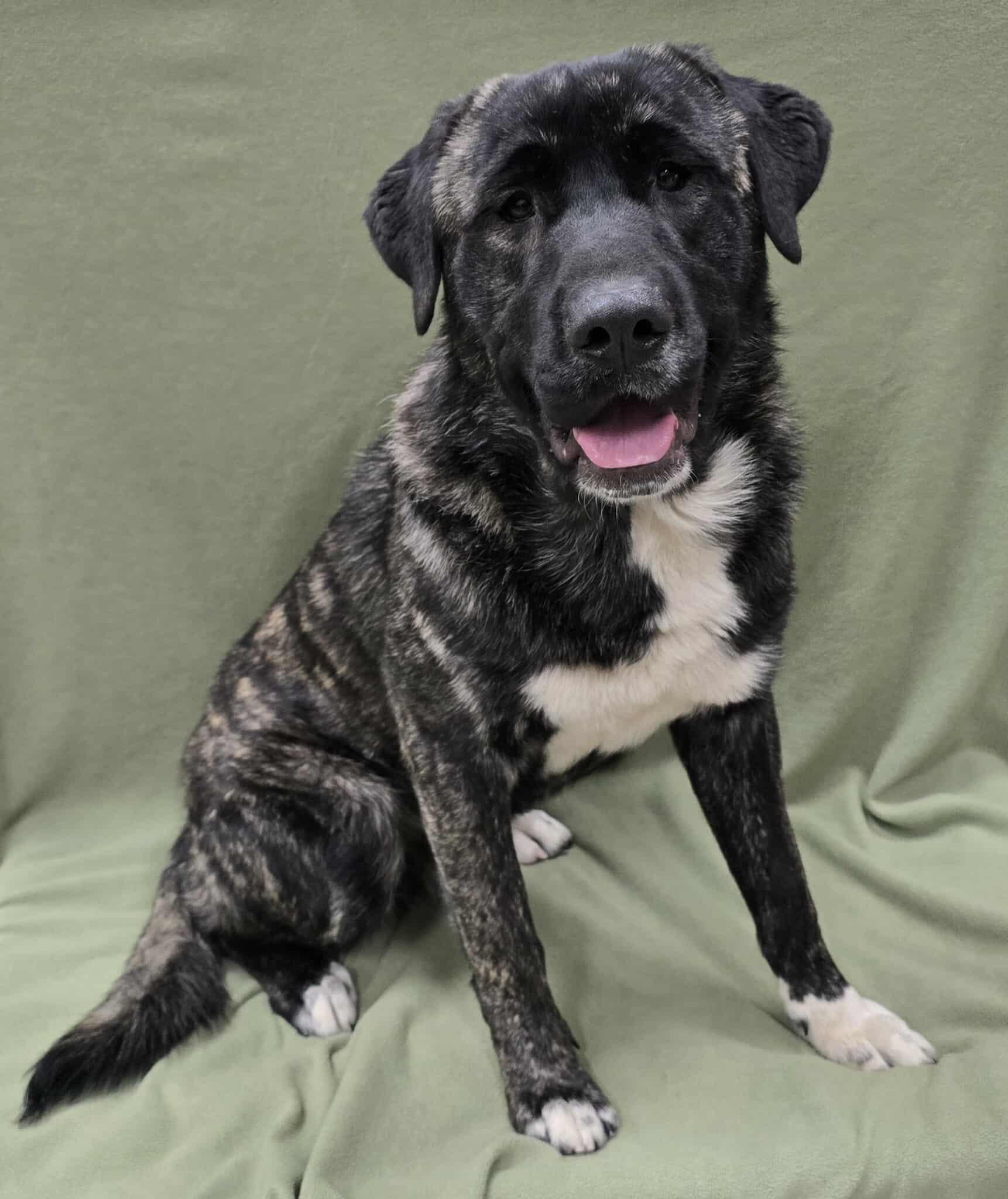 Enlarge Buddy, a ADOPTABLE Mixed Breed in Frankfort, IN image 2/4