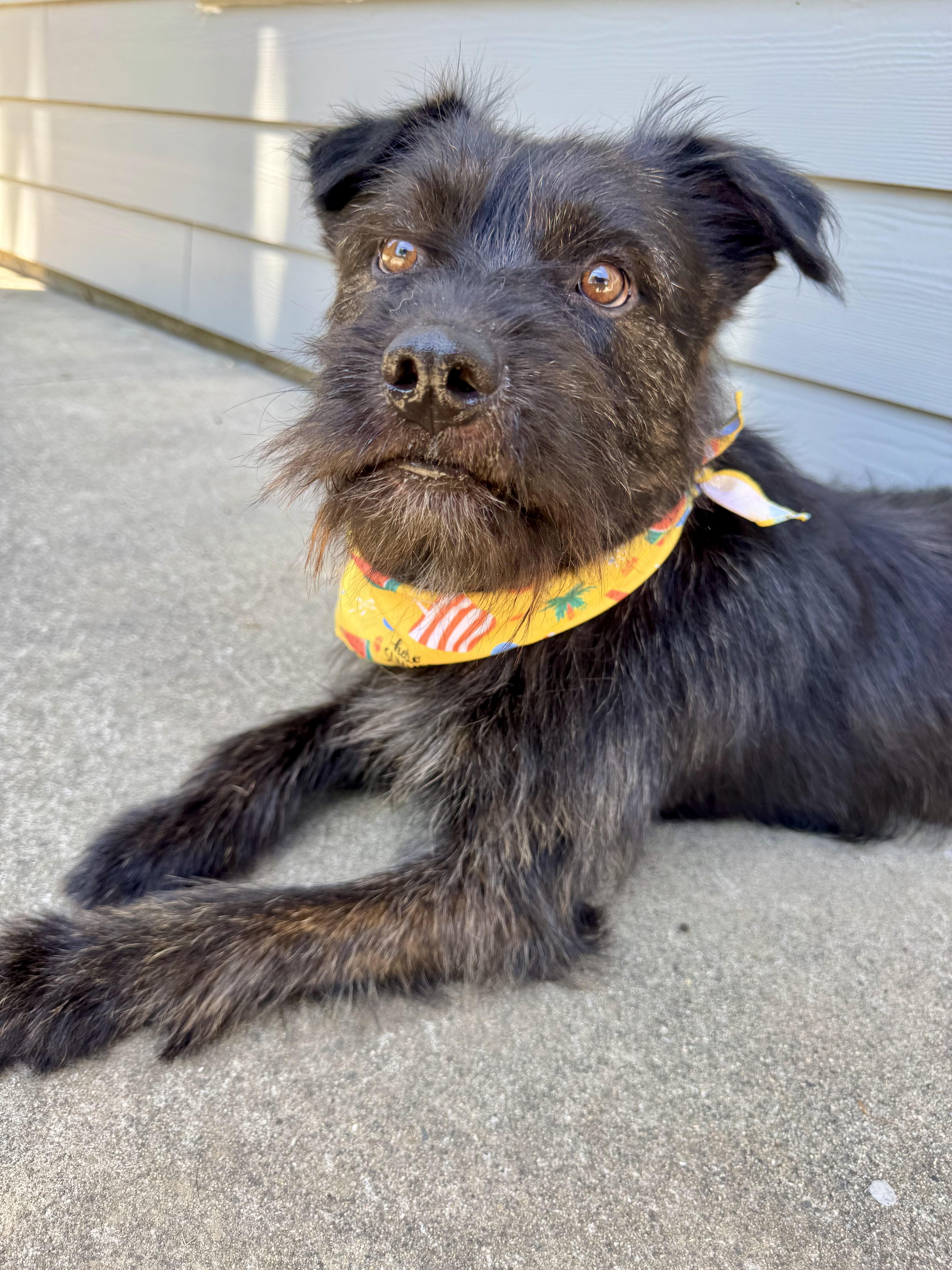 Scruffy, Young Male Terrier