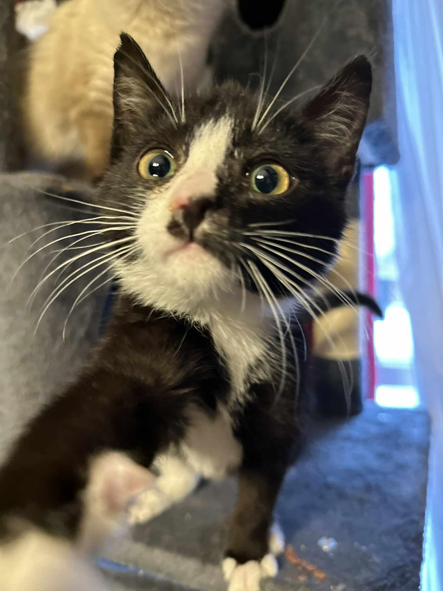 Enlarge Sweets, an adoptable Domestic Short Hair in Fulton, NY image 6/6