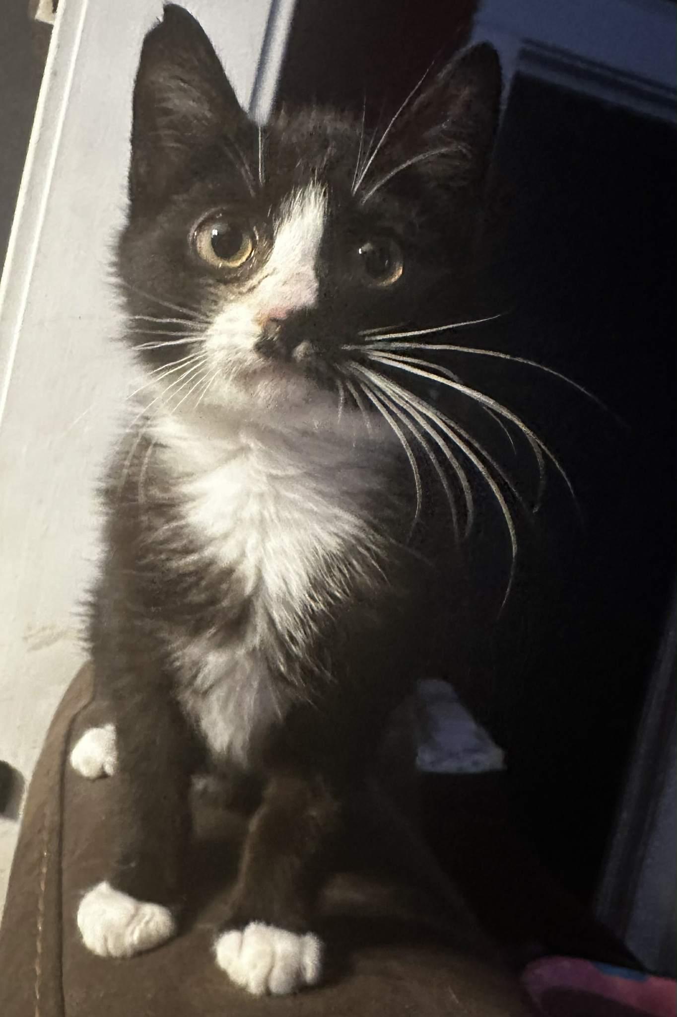 Enlarge Sweets, an adoptable Domestic Short Hair in Fulton, NY image 4/6