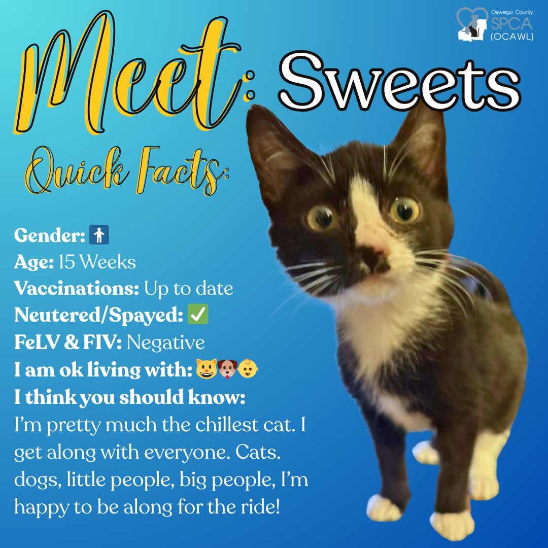 Sweets, adoptable, Young Male Domestic Short Hair.