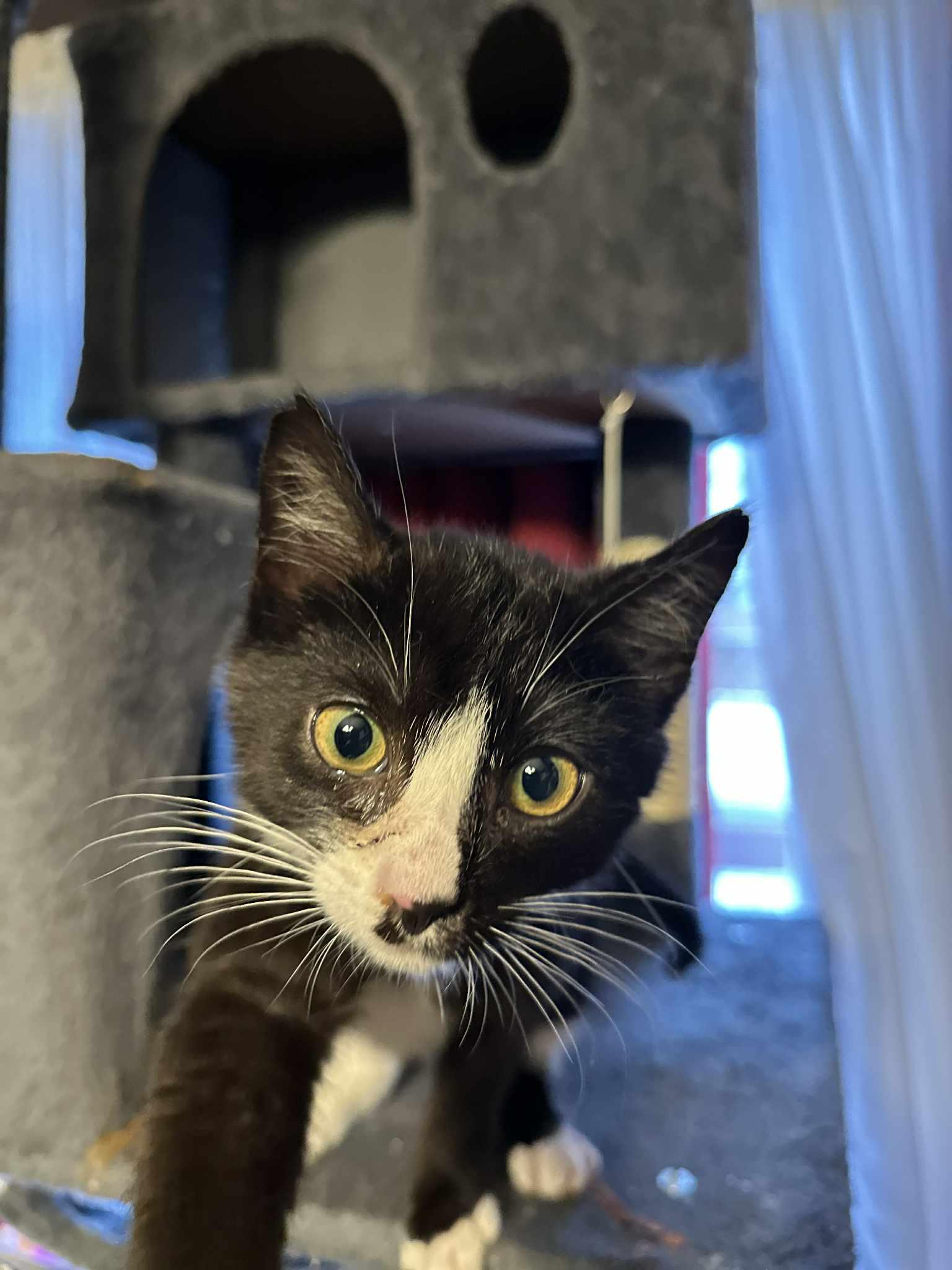 Enlarge Sweets, an adoptable Domestic Short Hair in Fulton, NY image 5/6