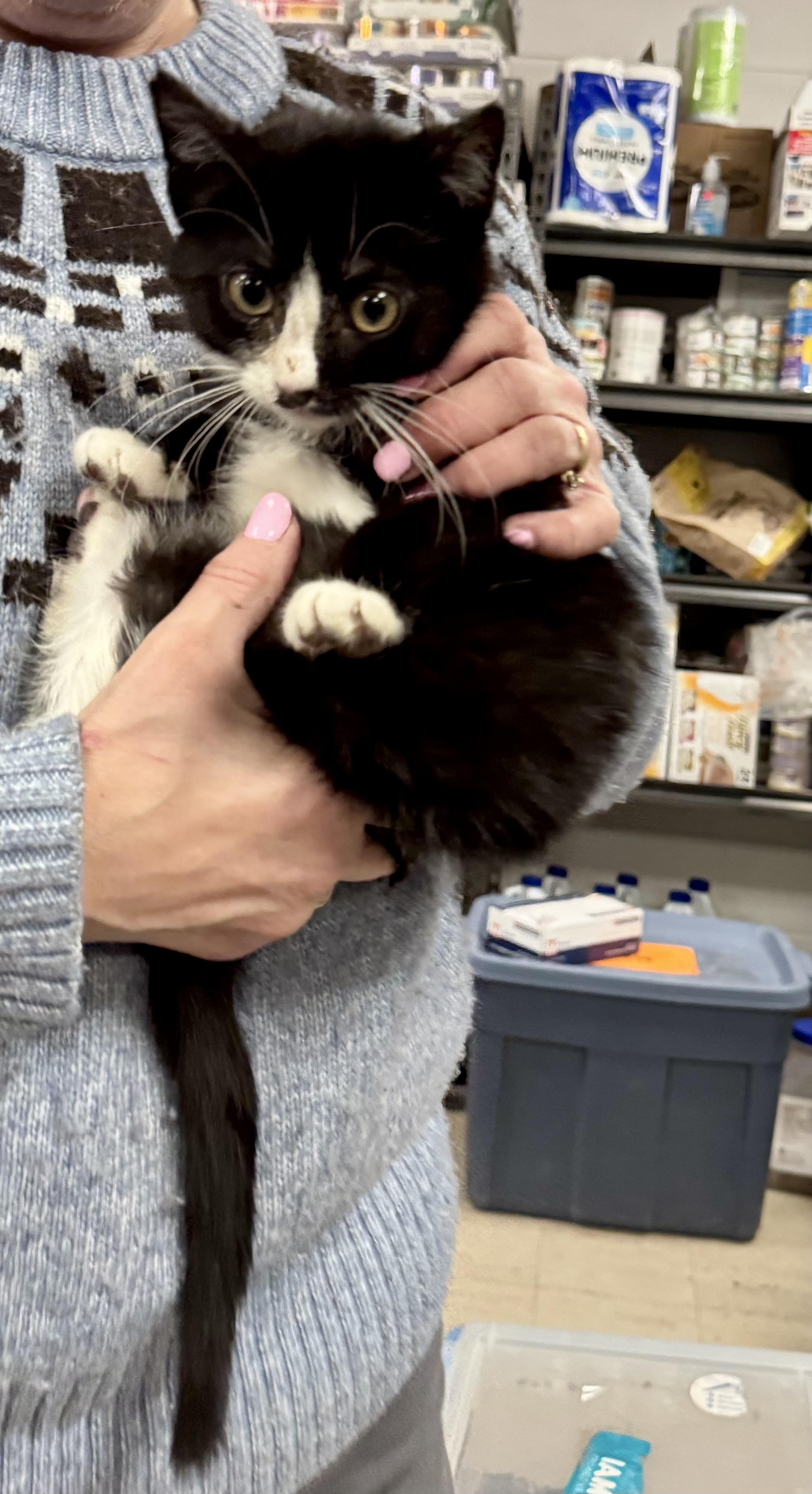 Enlarge Sweets, an adoptable Domestic Short Hair in Fulton, NY image 2/6