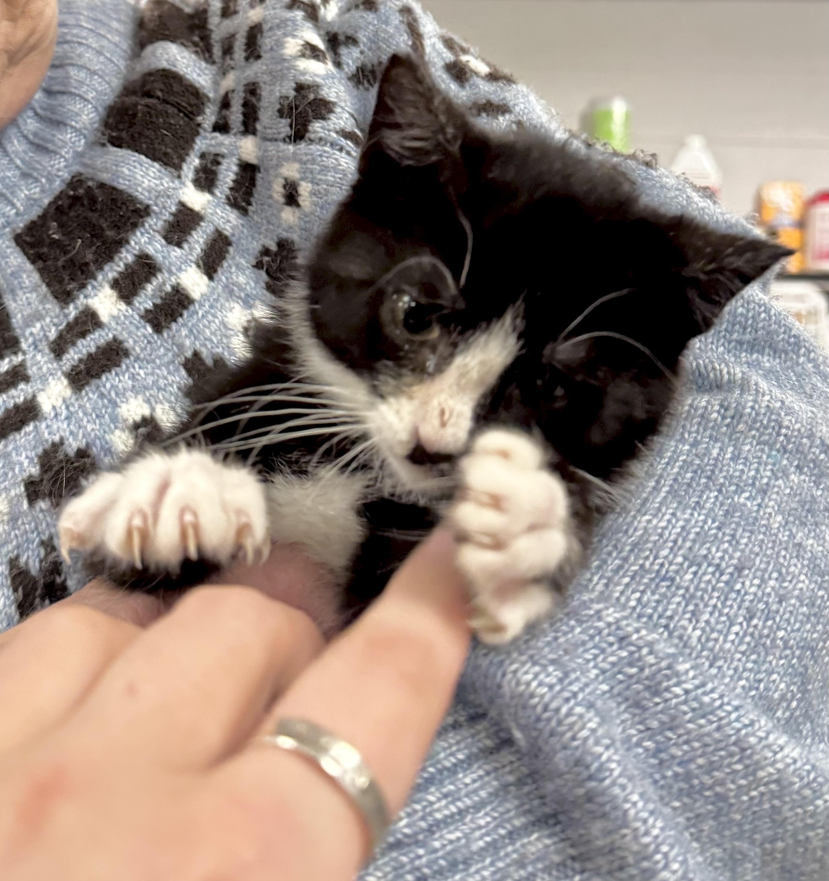 Enlarge Sweets, an adoptable Domestic Short Hair in Fulton, NY image 3/6