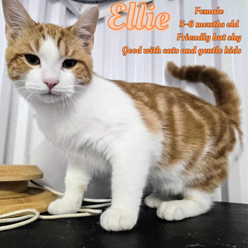 Ellie, Adoptable, Kitten Female Domestic Short Hair.