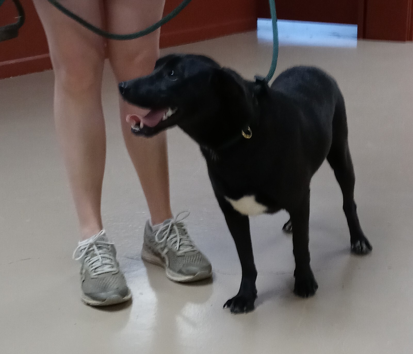 Weaver, a Adoptable mixed breed image 2/2