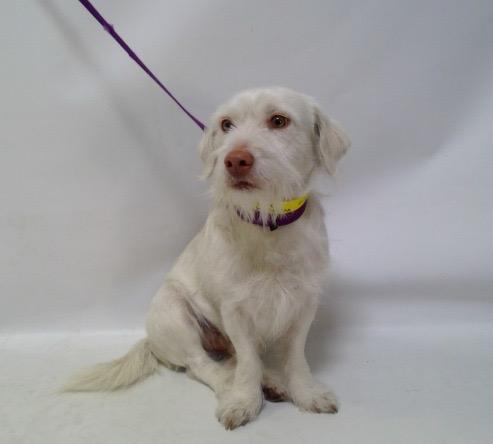 Enlarge MR. PICKLES, a ADOPTABLE mixed breed in El Segundo, CA image 4/6