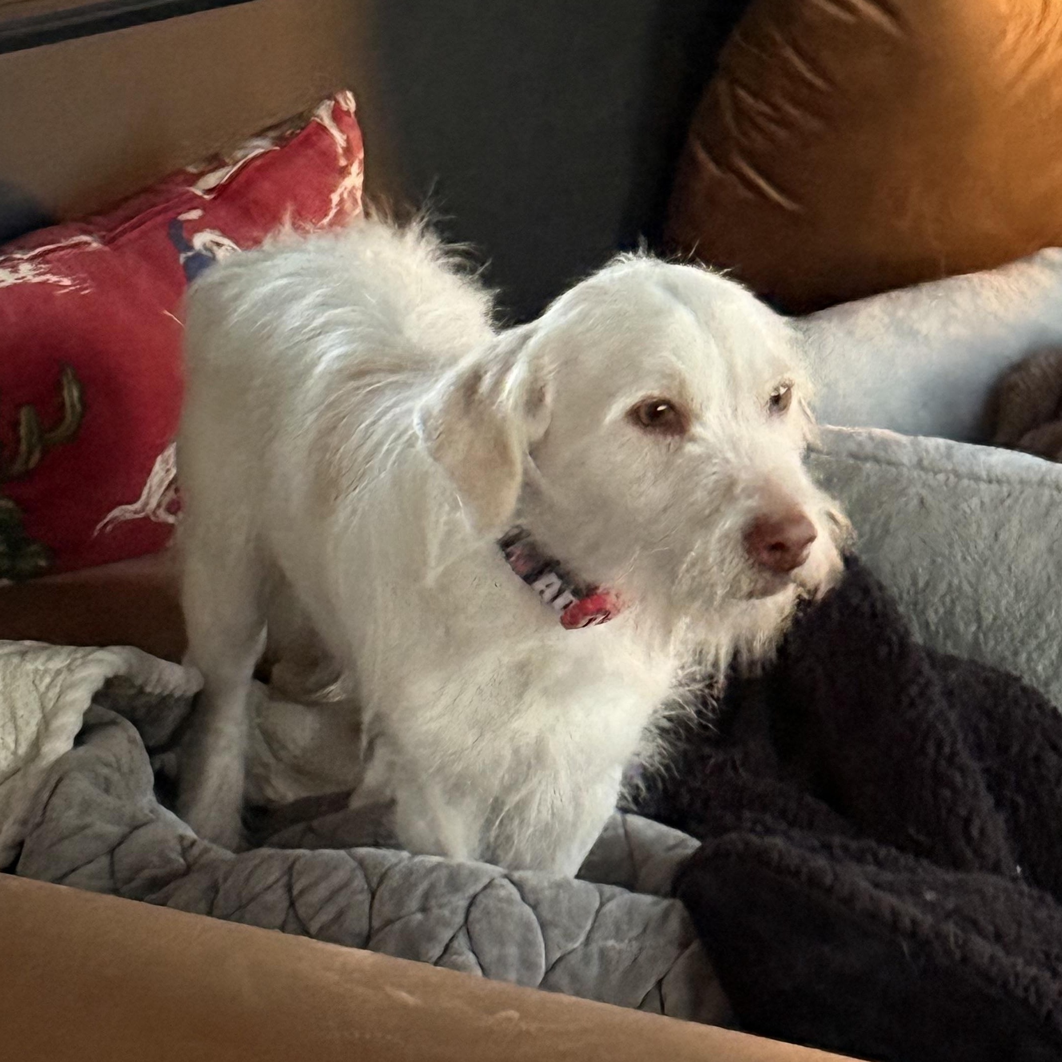 Enlarge MR. PICKLES, a ADOPTABLE mixed breed in El Segundo, CA image 2/6