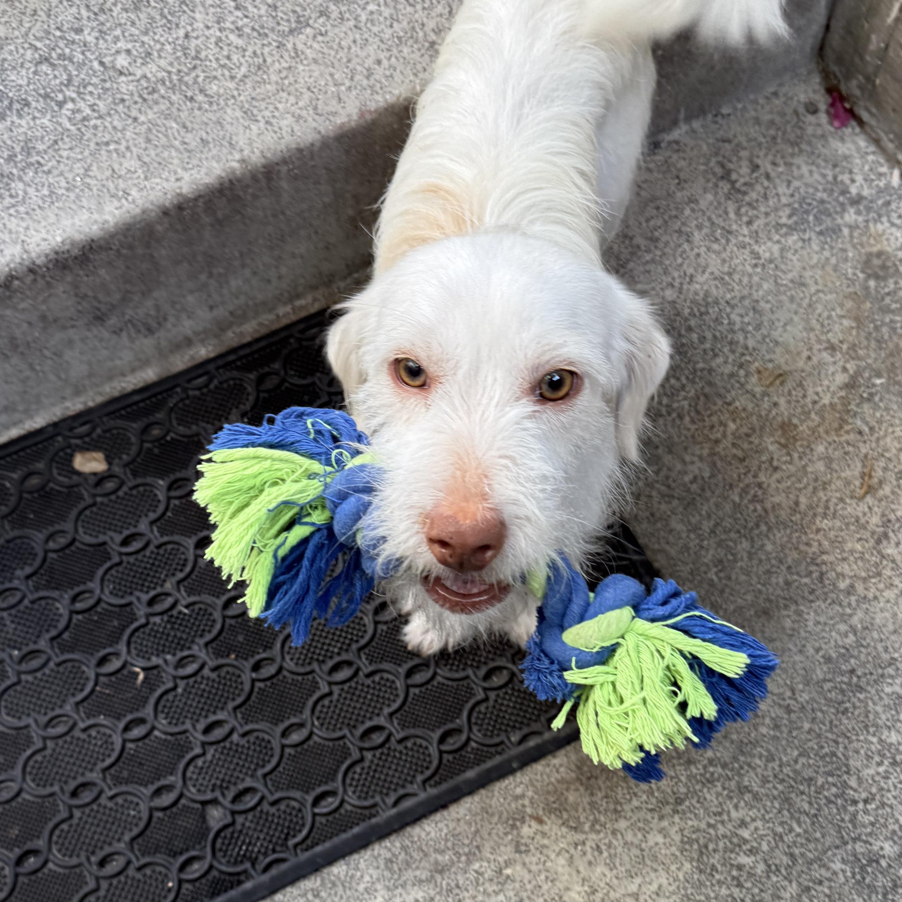 Enlarge MR. PICKLES, a ADOPTABLE mixed breed in El Segundo, CA image 5/6