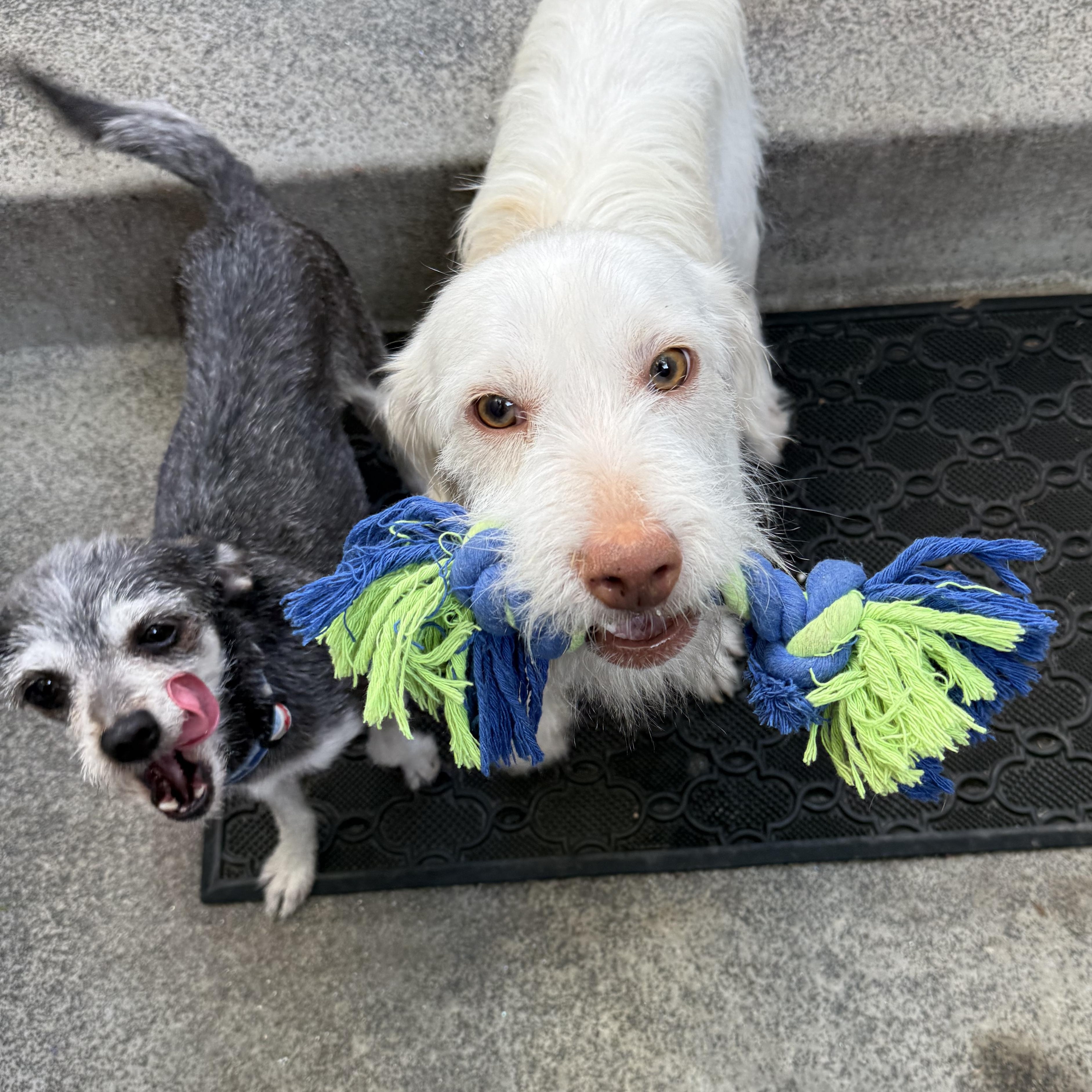 Enlarge MR. PICKLES, a ADOPTABLE mixed breed in El Segundo, CA image 1/6