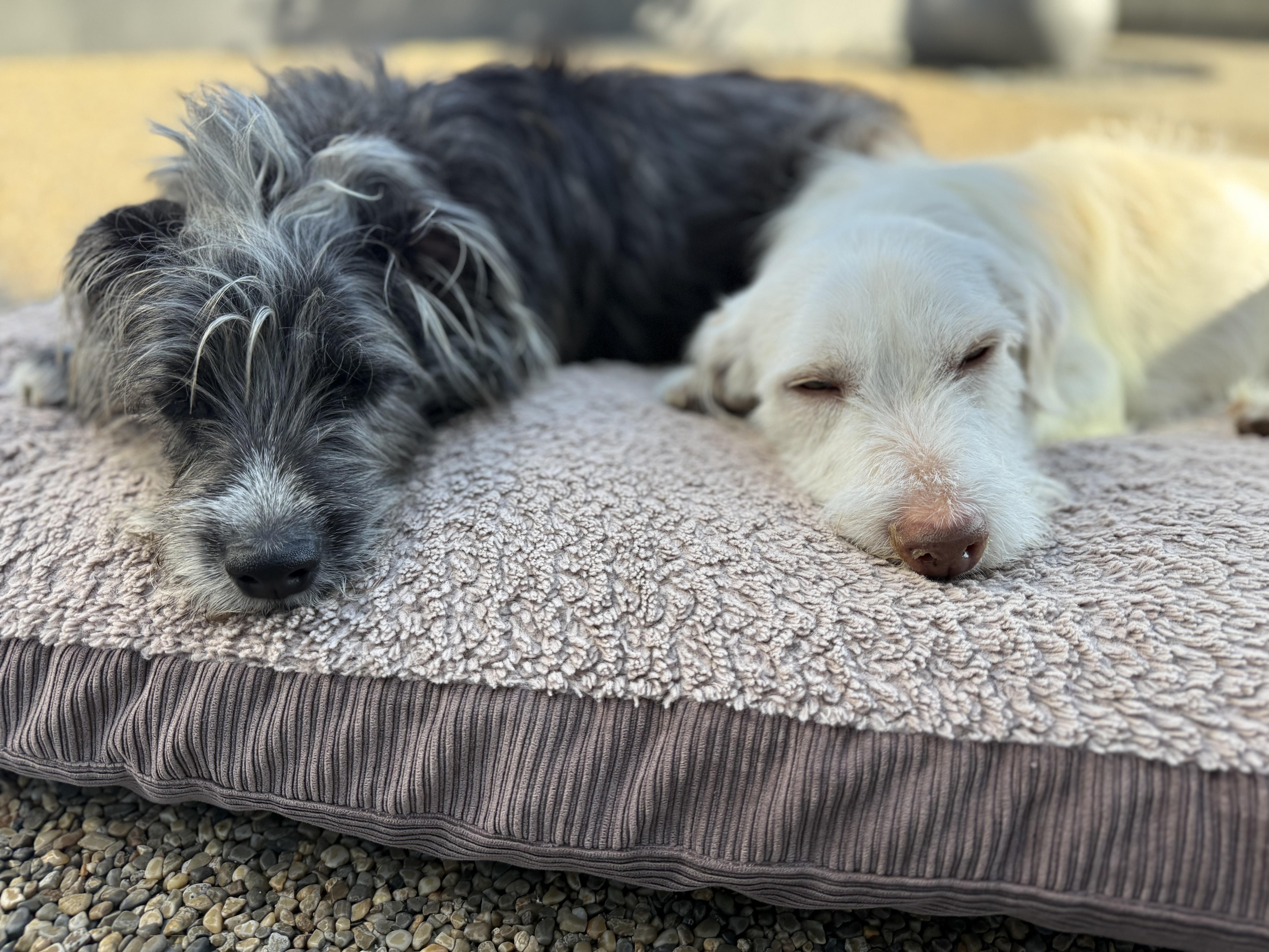 Enlarge MR. PICKLES, a ADOPTABLE mixed breed in El Segundo, CA image 3/6