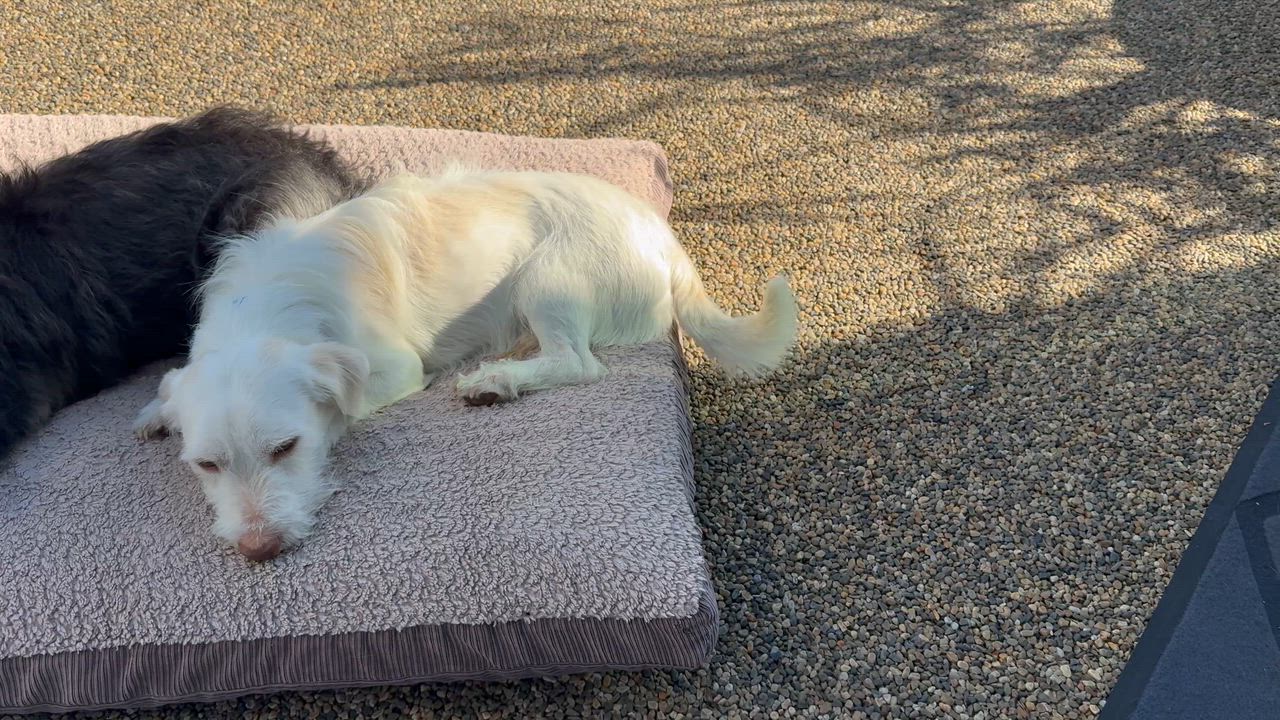 Enlarge MR. PICKLES, a ADOPTABLE mixed breed in El Segundo, CA video 6/6