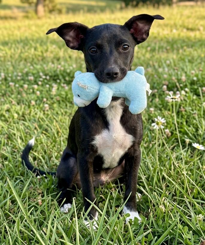 Enlarge Vinny, a Adoptable mixed breed in Crown Point, IN image 1/6