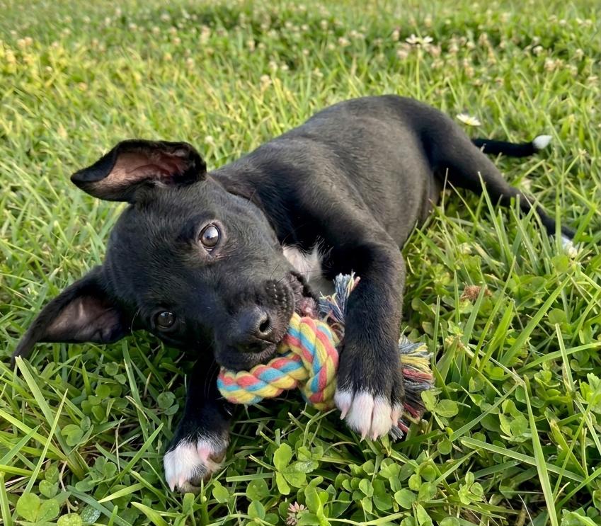 Enlarge Vinny, a Adoptable mixed breed in Crown Point, IN image 4/6
