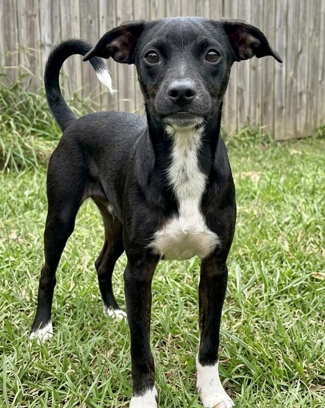 Enlarge Vinny, a Adoptable mixed breed in Crown Point, IN image 5/6