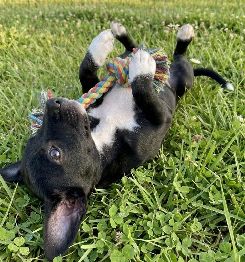 Enlarge Vinny, a Adoptable mixed breed in Crown Point, IN image 6/6