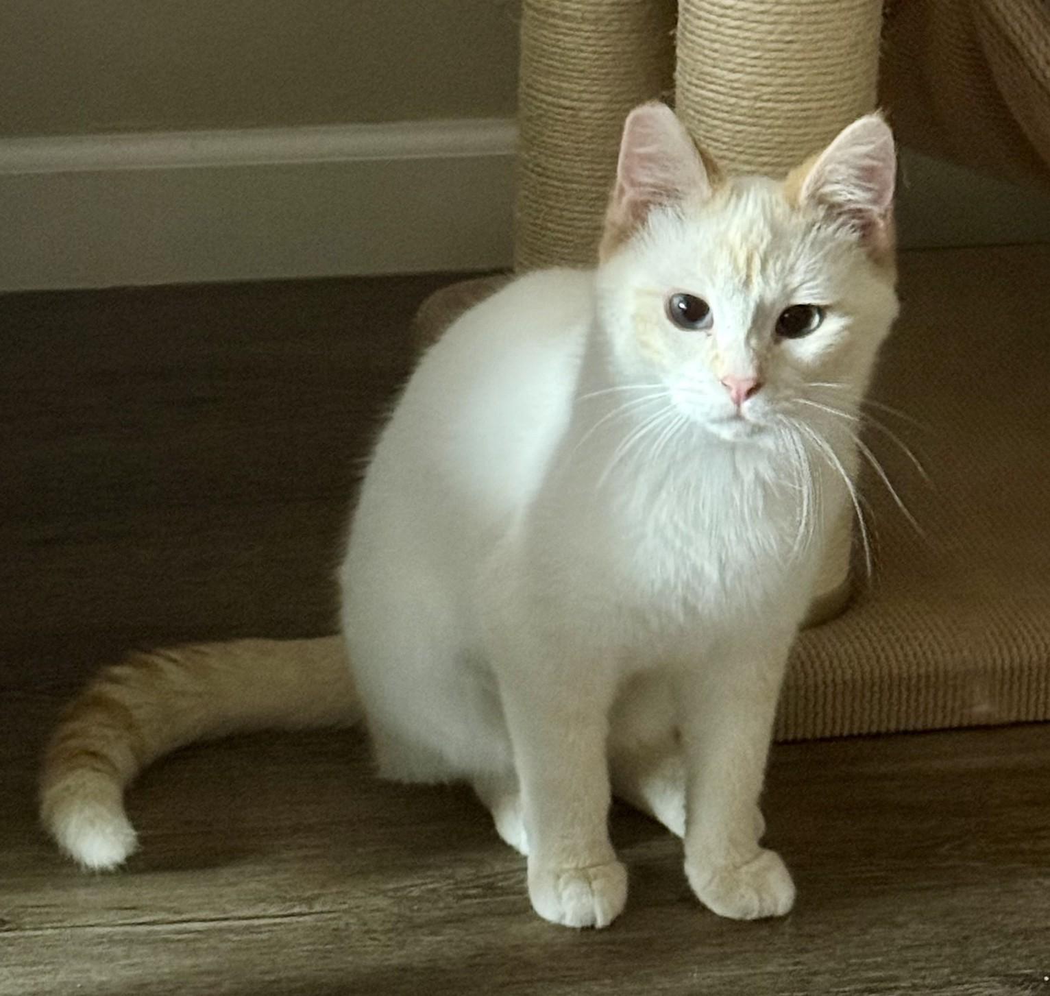 Ciri (with O.B.), ADOPTABLE, Young Female Domestic Short Hair.