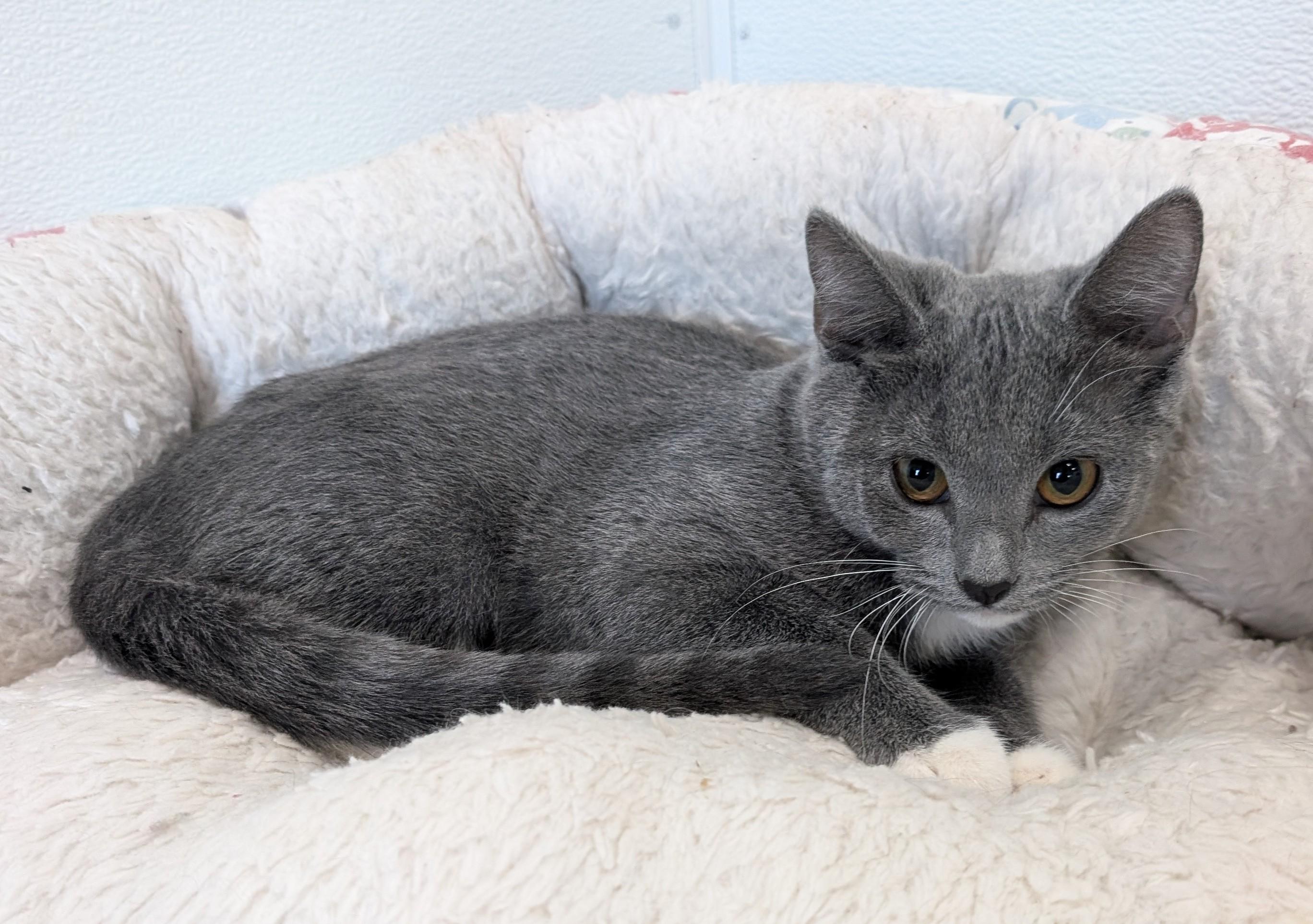Enlarge Misty, an adoptable Domestic Short Hair in New Ulm, MN image 1/1