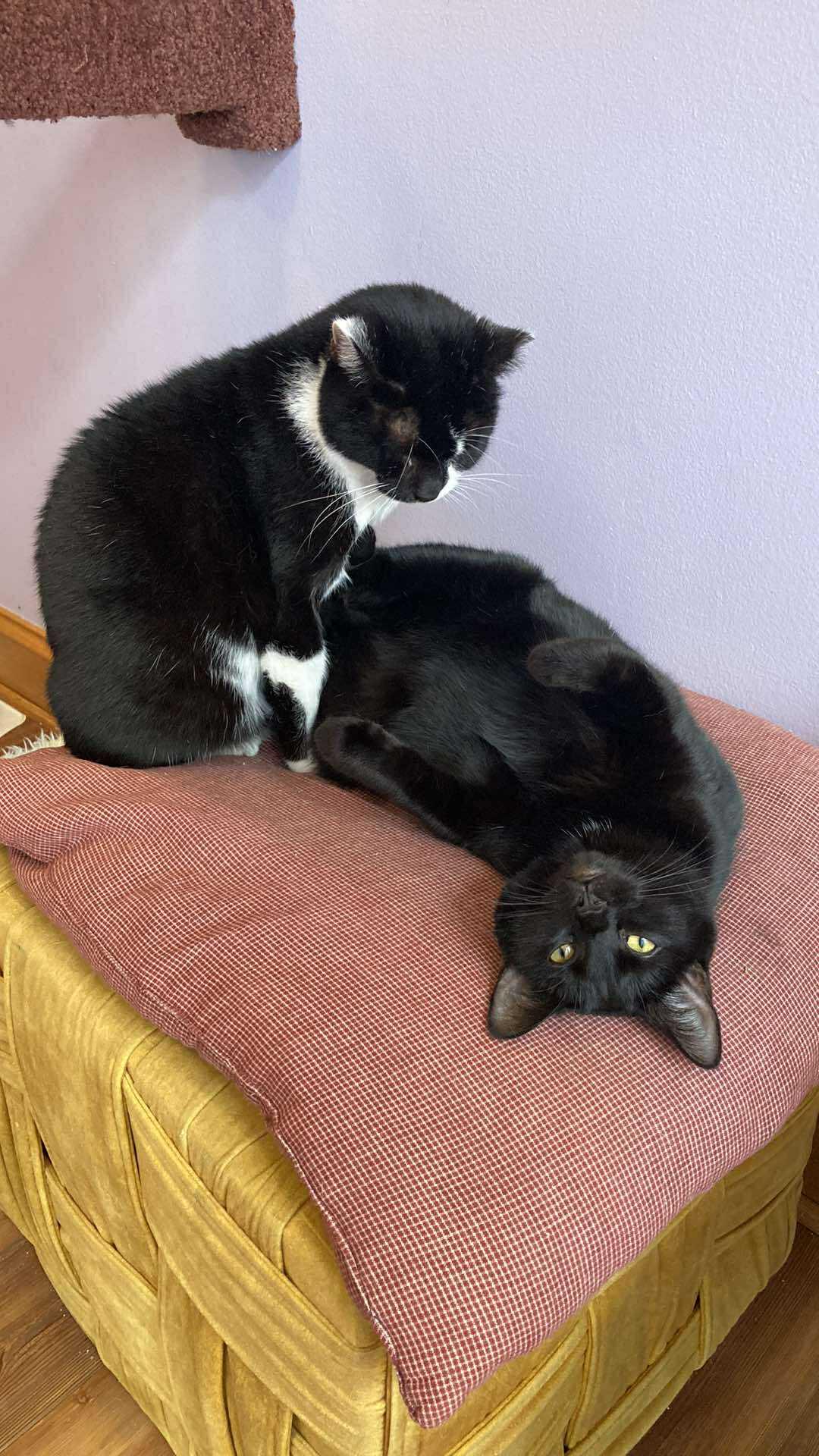 Felix and Ellie, Adult Male Domestic Short Hair