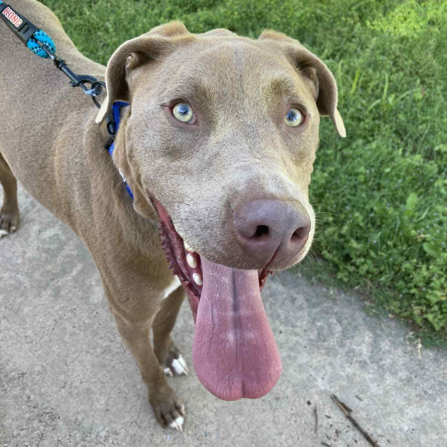 Jordy, Adoptable, Adult Male German Shorthaired Pointer & Pit Bull Terrier.