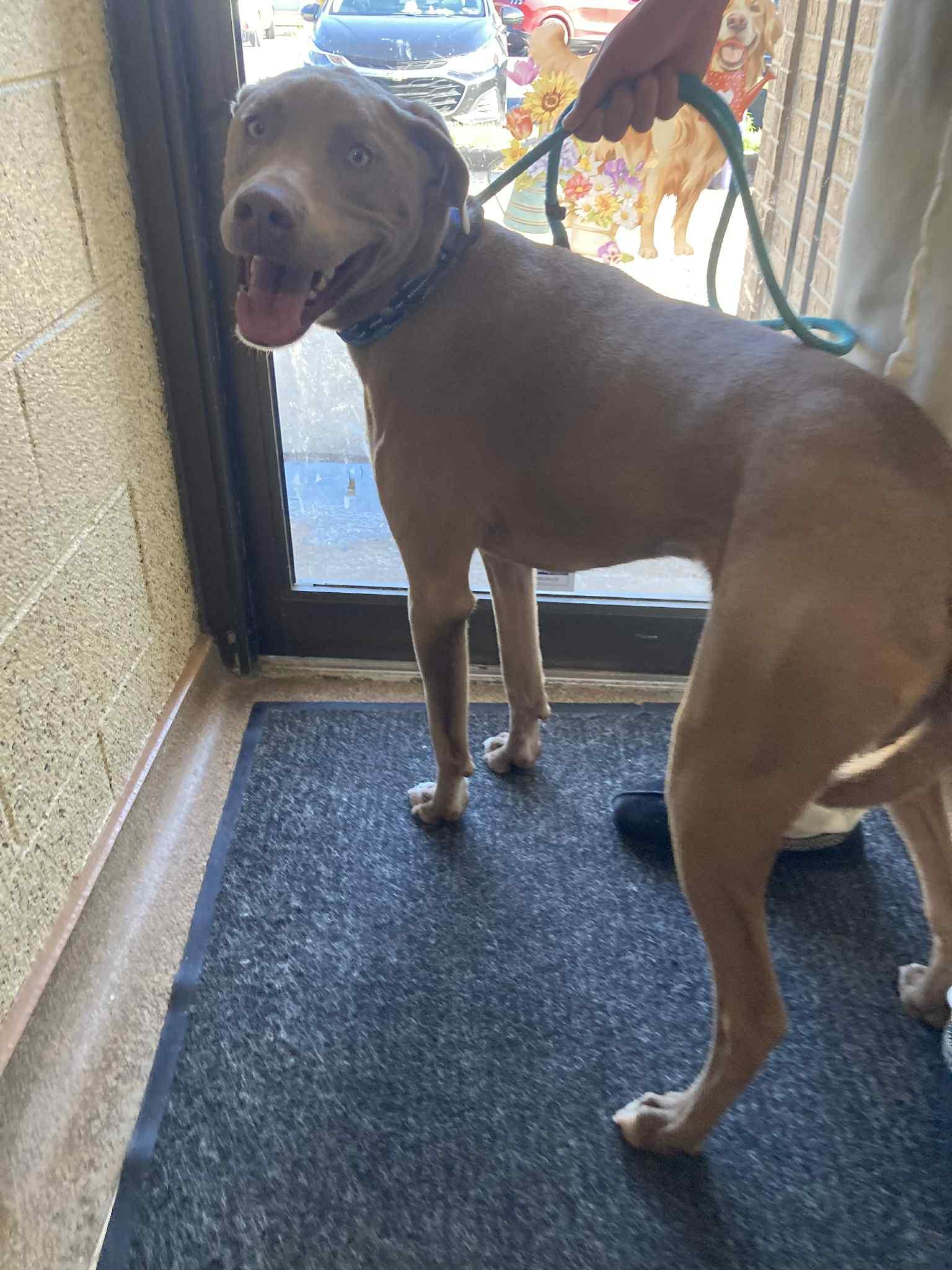 Jordy, a Adoptable mixed breed in Oklahoma City, OK image 2/6