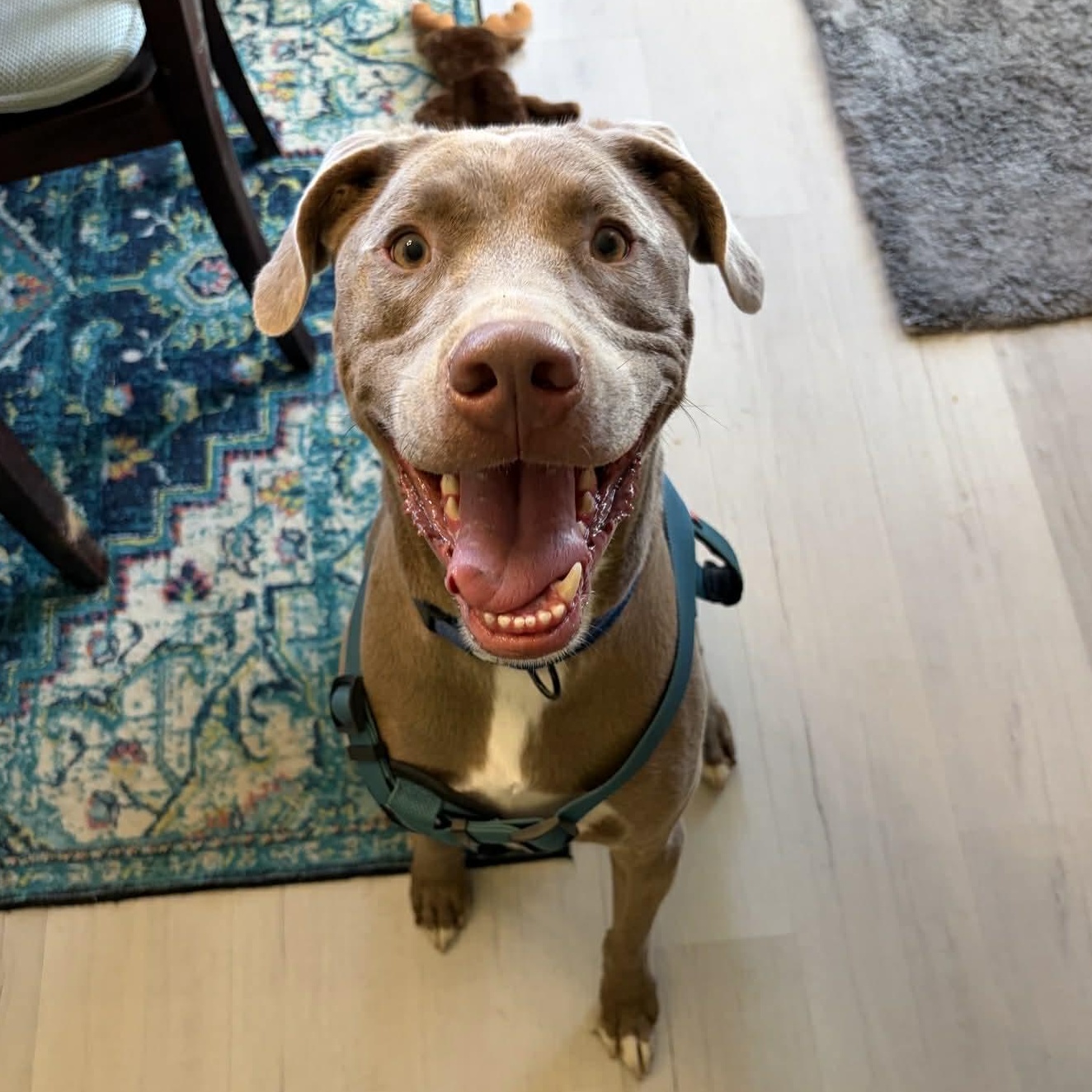 Enlarge Jordy, a Adoptable mixed breed in Oklahoma City, OK image 1/6