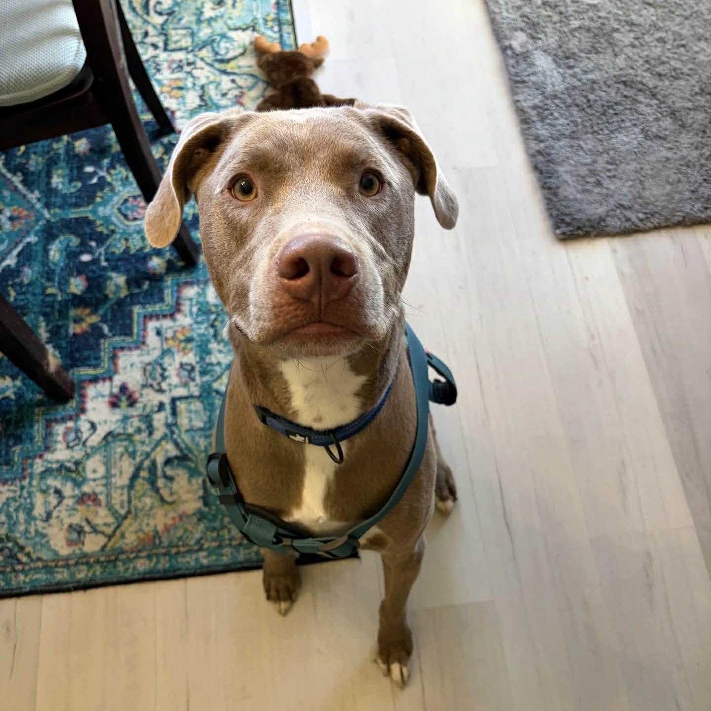 Enlarge Jordy, a Adoptable mixed breed in Oklahoma City, OK image 4/6