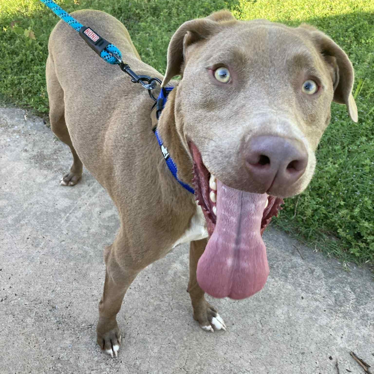 Jordy, a Adoptable mixed breed in Oklahoma City, OK image 3/6