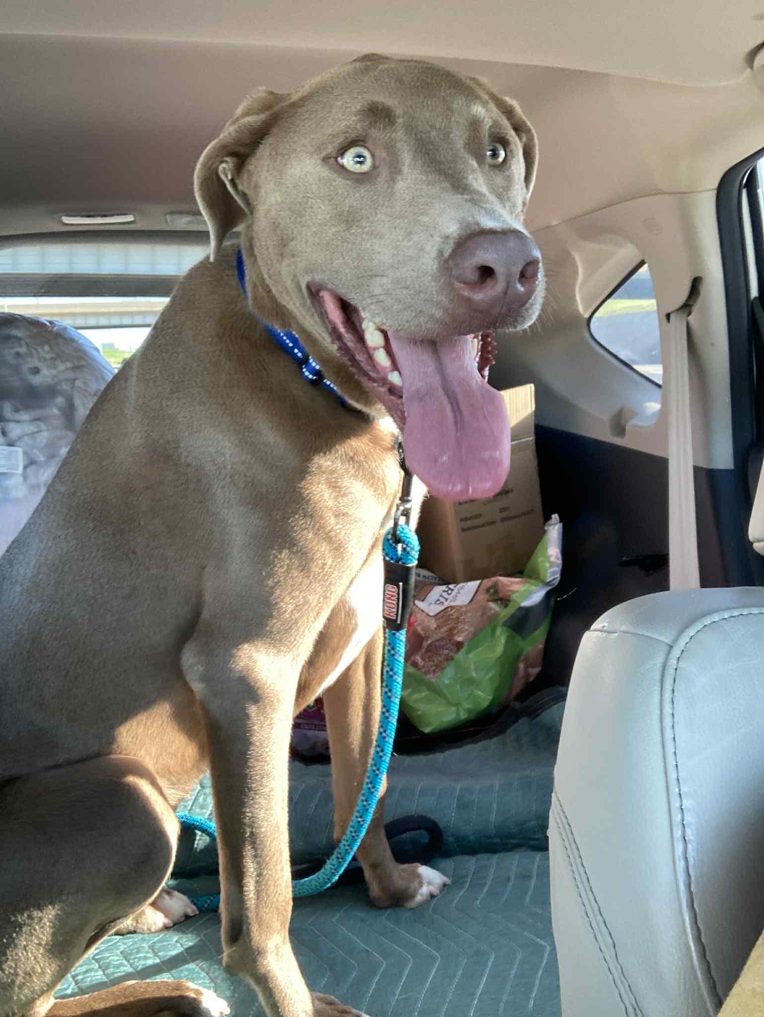 Jordy, a Adoptable mixed breed in Oklahoma City, OK image 4/6