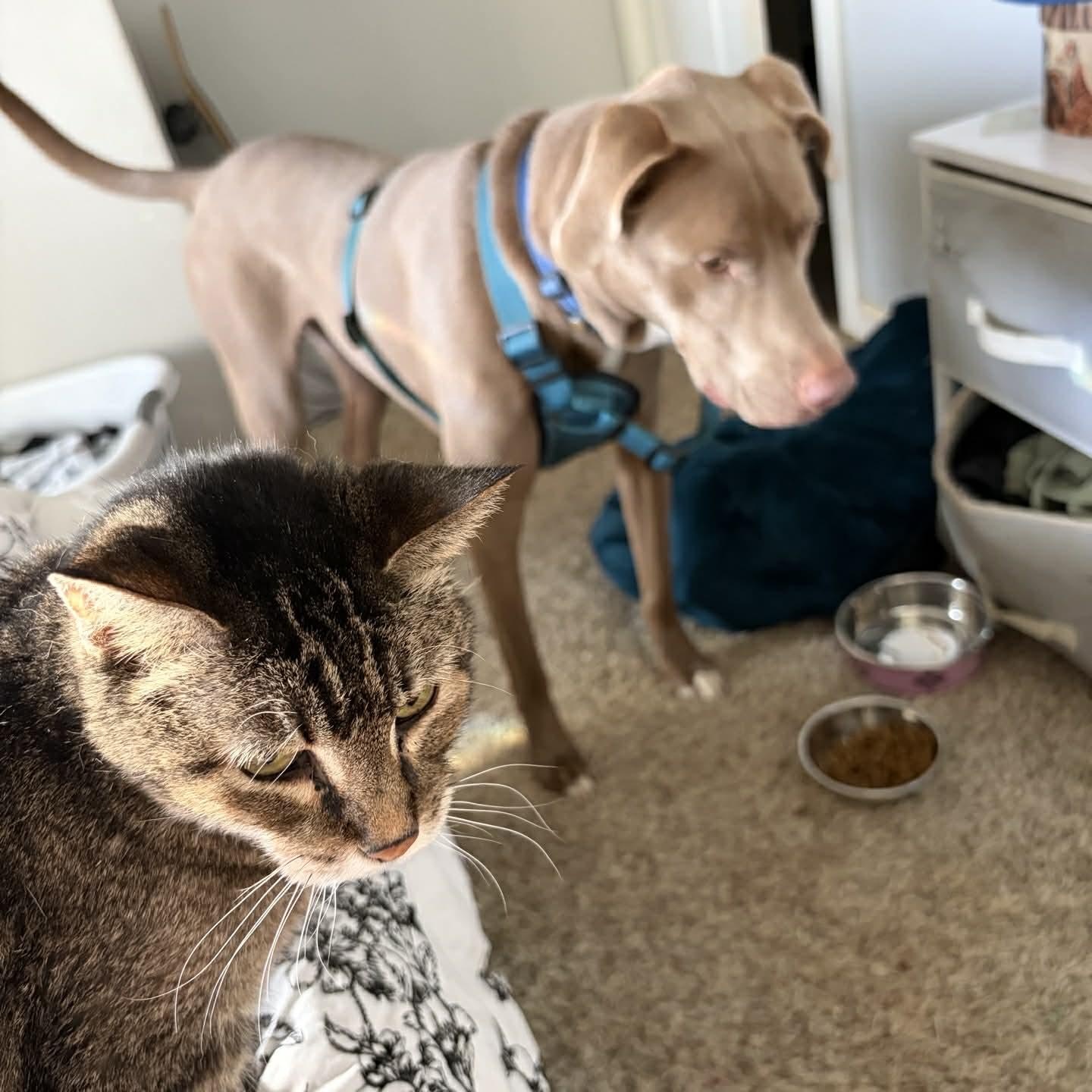 Enlarge Jordy, a Adoptable mixed breed in Oklahoma City, OK image 6/6