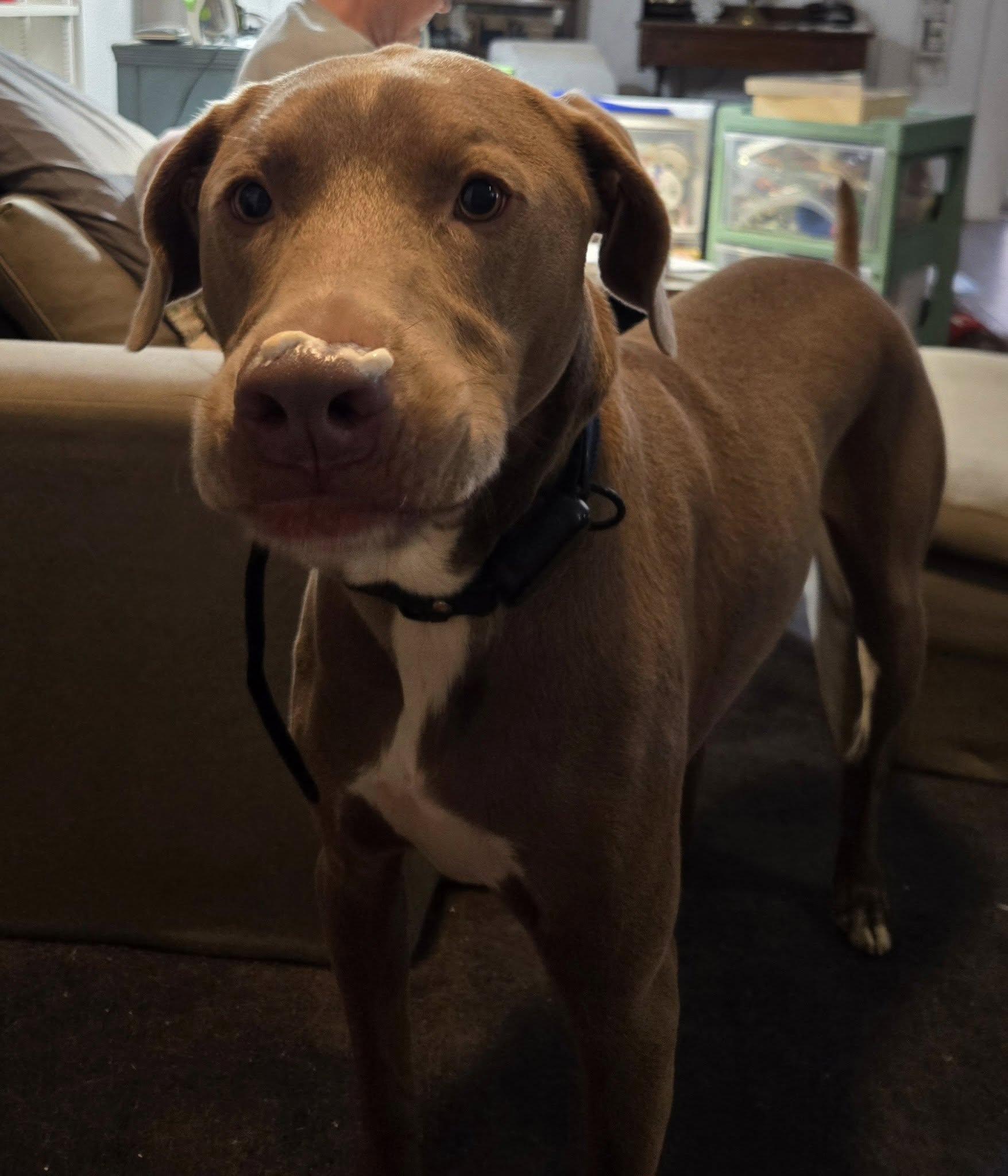 Jordy, a Adoptable mixed breed in Oklahoma City, OK image 5/6