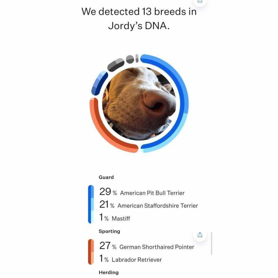 Jordy, a Adoptable mixed breed in Oklahoma City, OK image 6/6