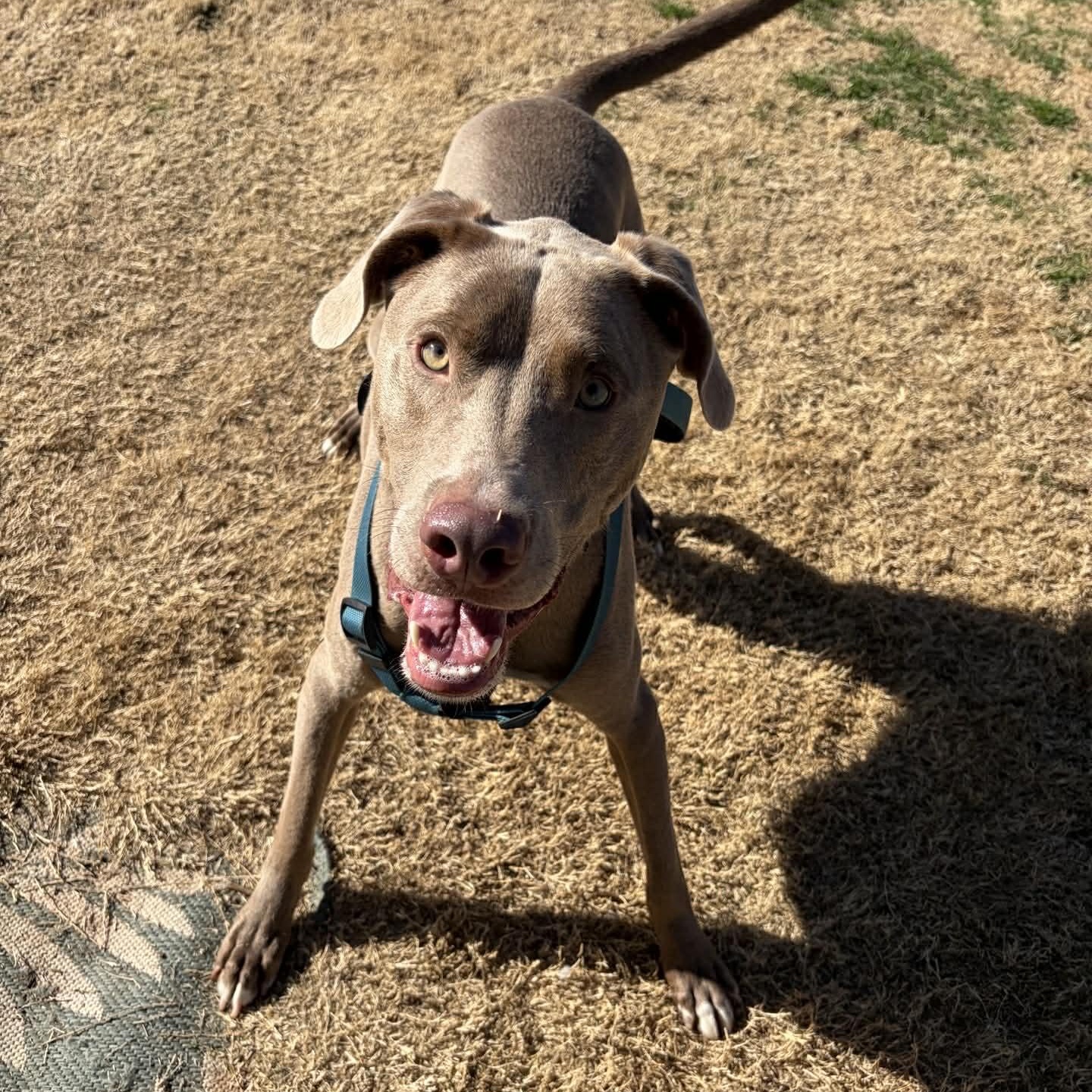 Enlarge Jordy, a Adoptable mixed breed in Oklahoma City, OK image 5/6