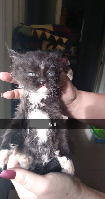 Enlarge Juniper, a Adopted mixed breed in Virginia, MN image 1/1