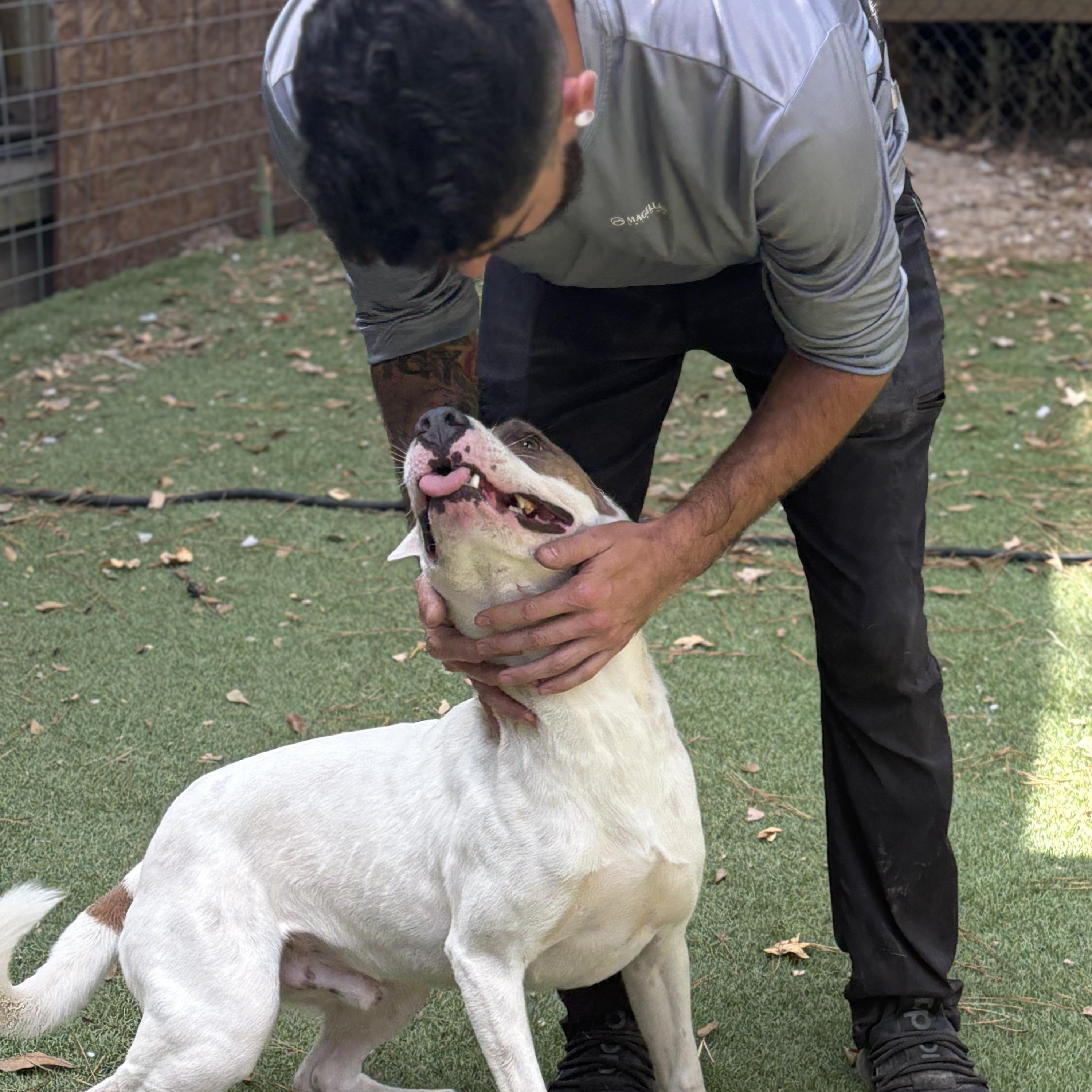 Enlarge Tiger, a Adoptable mixed breed in Magnolia, TX image 5/6
