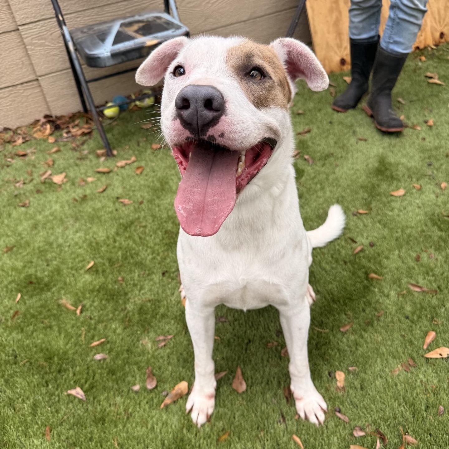 Enlarge Tiger, a Adoptable mixed breed in Magnolia, TX image 2/6