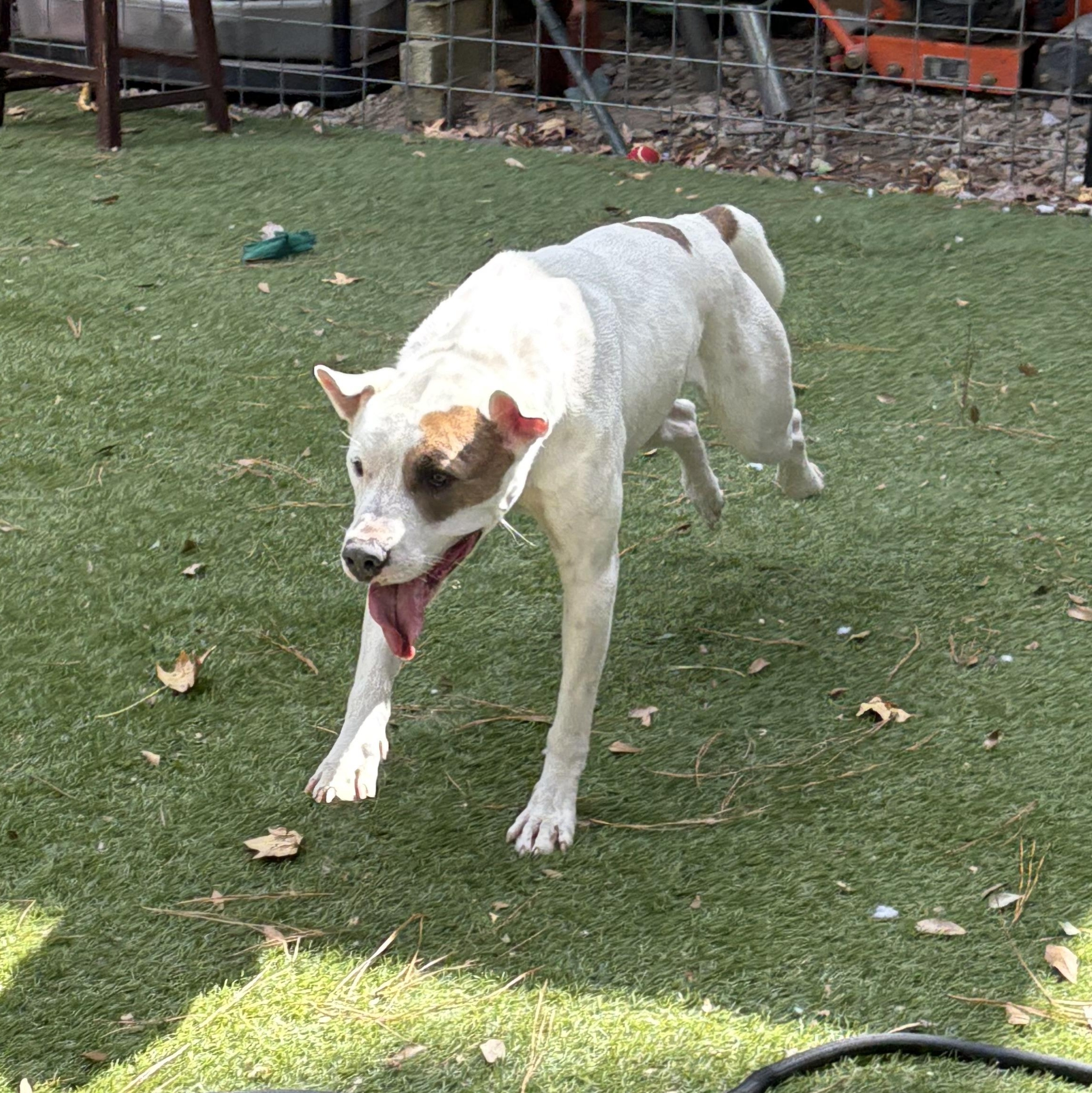 Enlarge Tiger, a Adoptable mixed breed in Magnolia, TX image 6/6