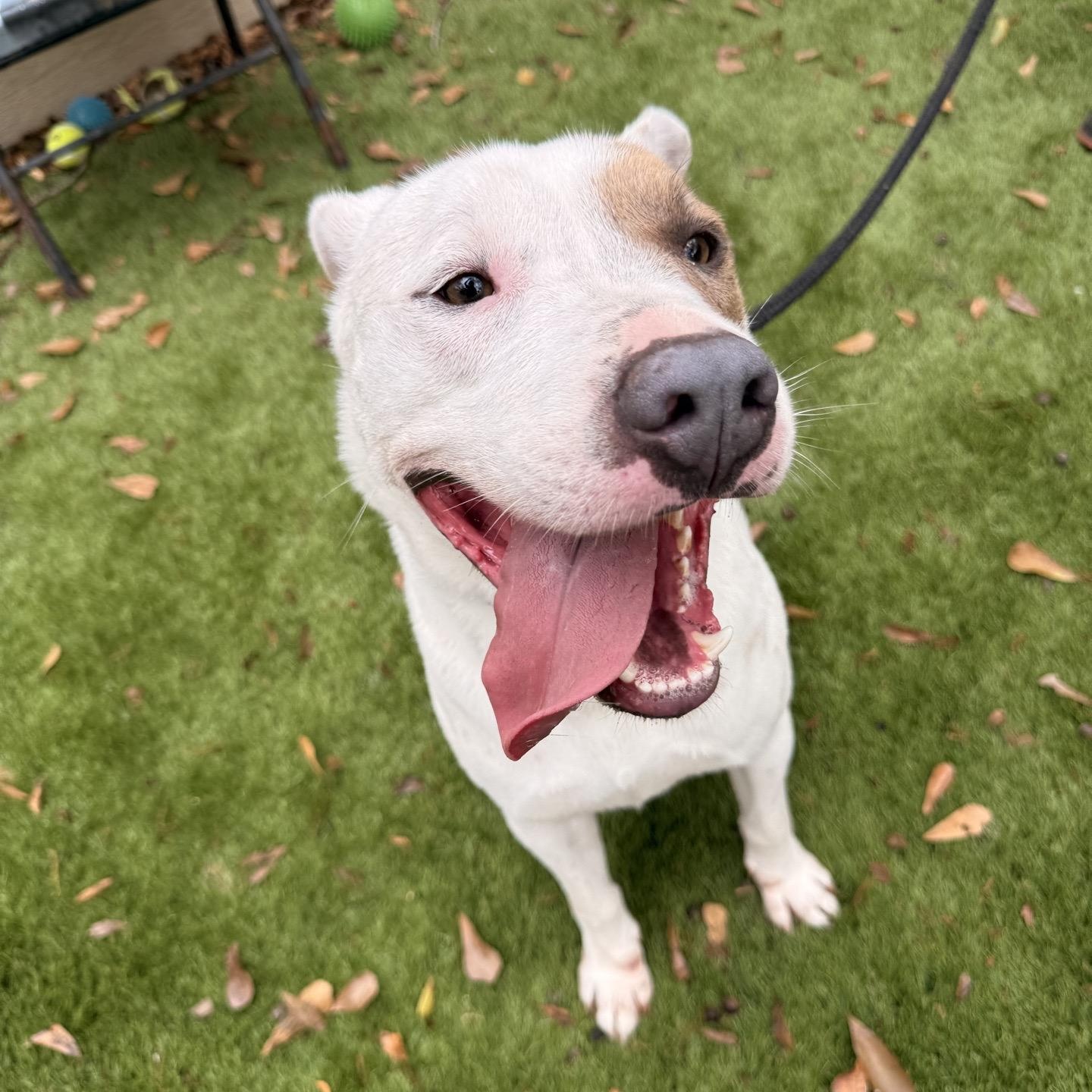 Enlarge Tiger, a Adoptable mixed breed in Magnolia, TX image 4/6