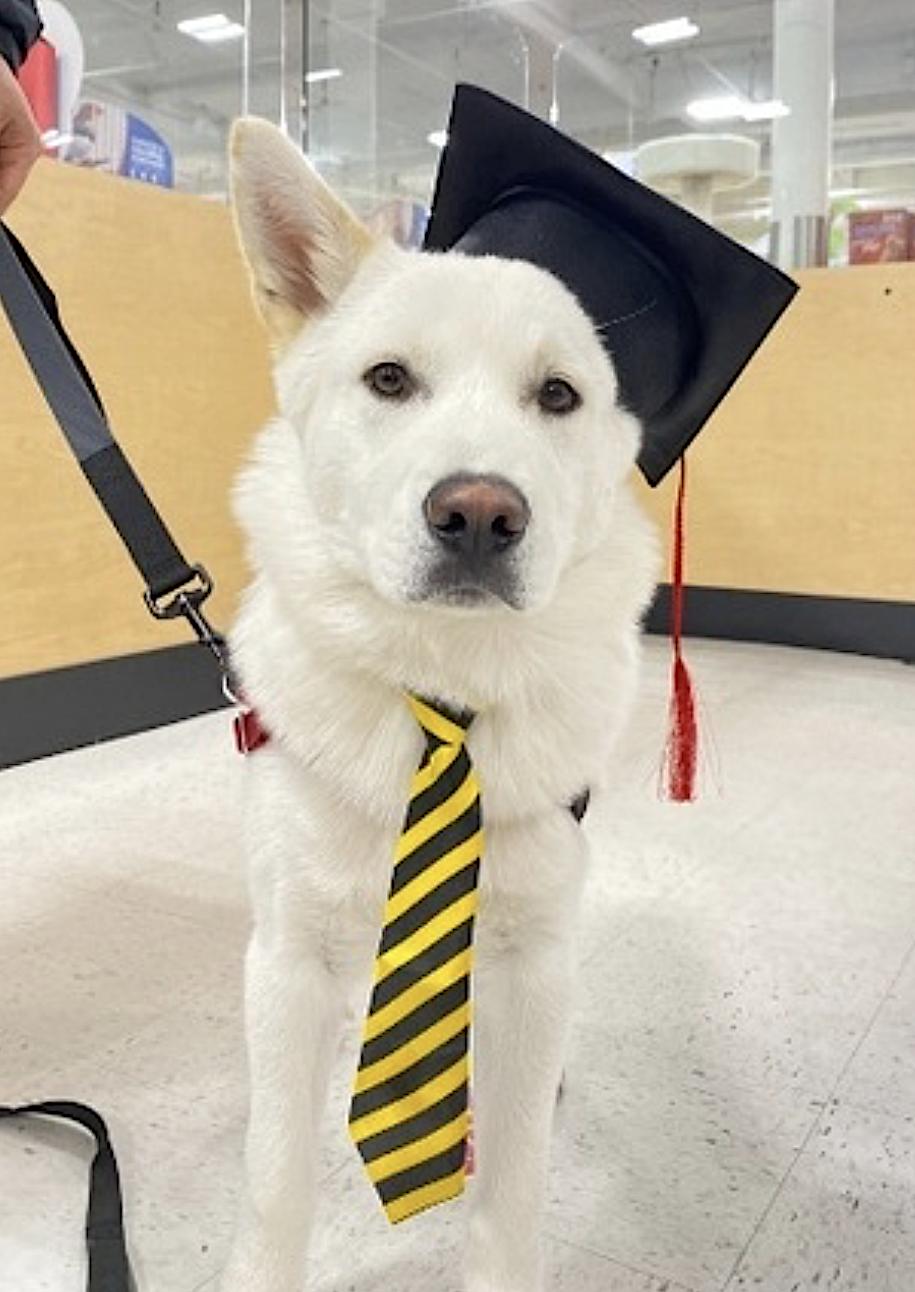 Sarang — thumbnail 5