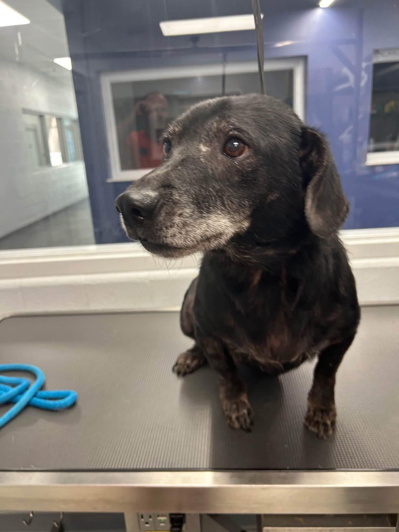 Enlarge Bugsy, a Adoptable mixed breed in Louisville, KY image 1/2